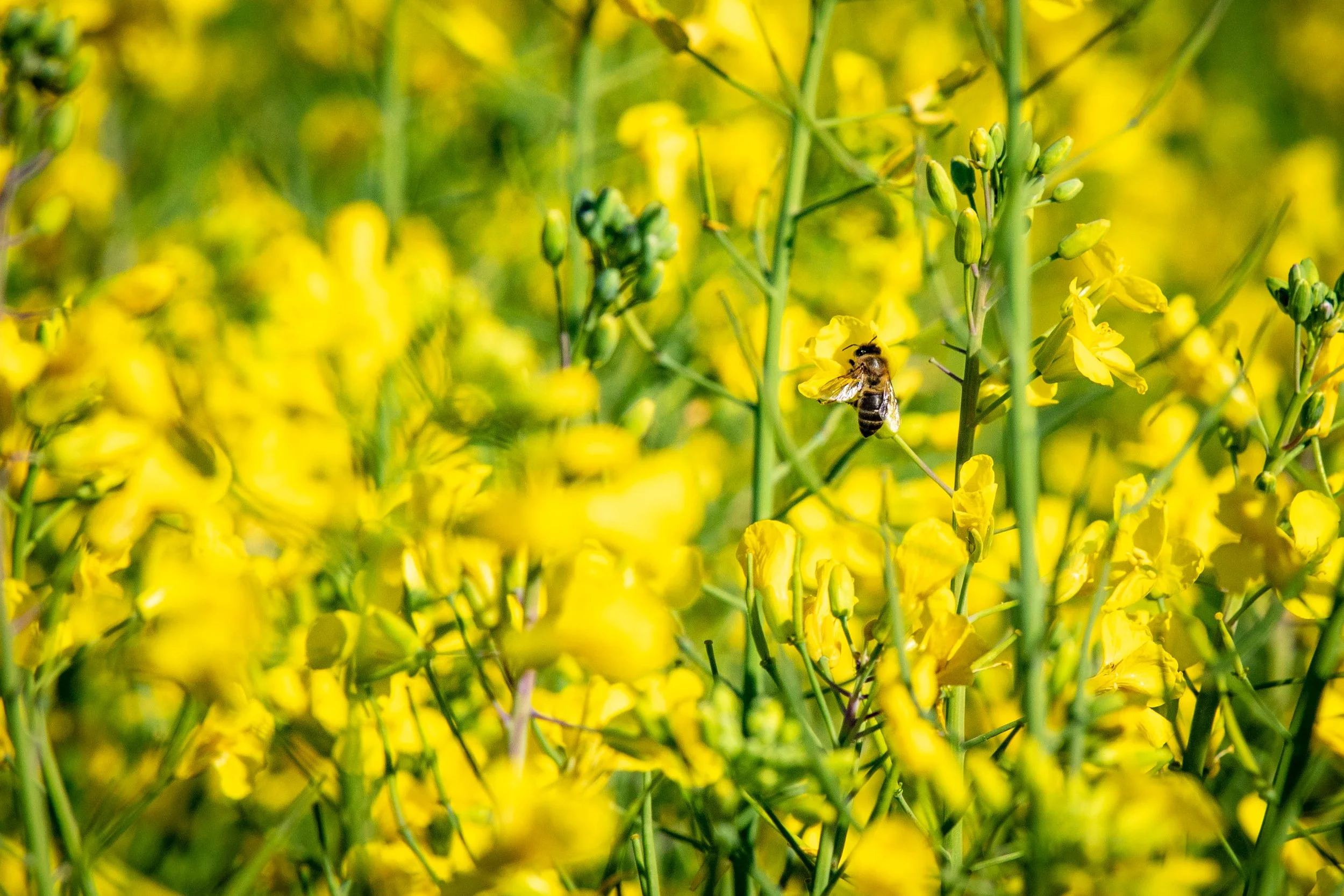 Centre Of Excellence