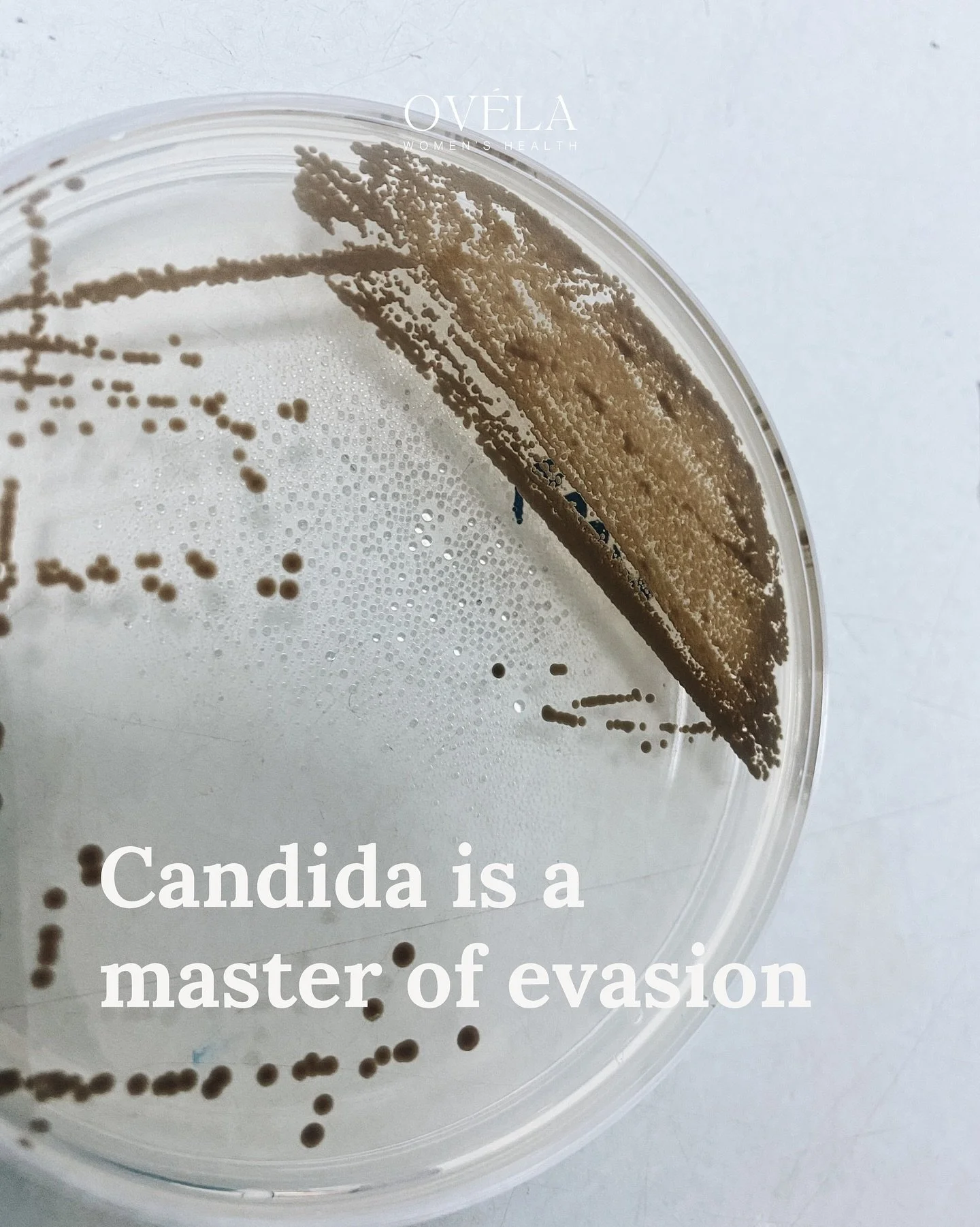 Recurrent thrush can feel impossible to shake because candida is a master of evasion.

Candida can switch from its simple budding yeast form into an invasive hyphal form. Hyphae act like roots, digging into the vaginal lining and anchoring it firmly 