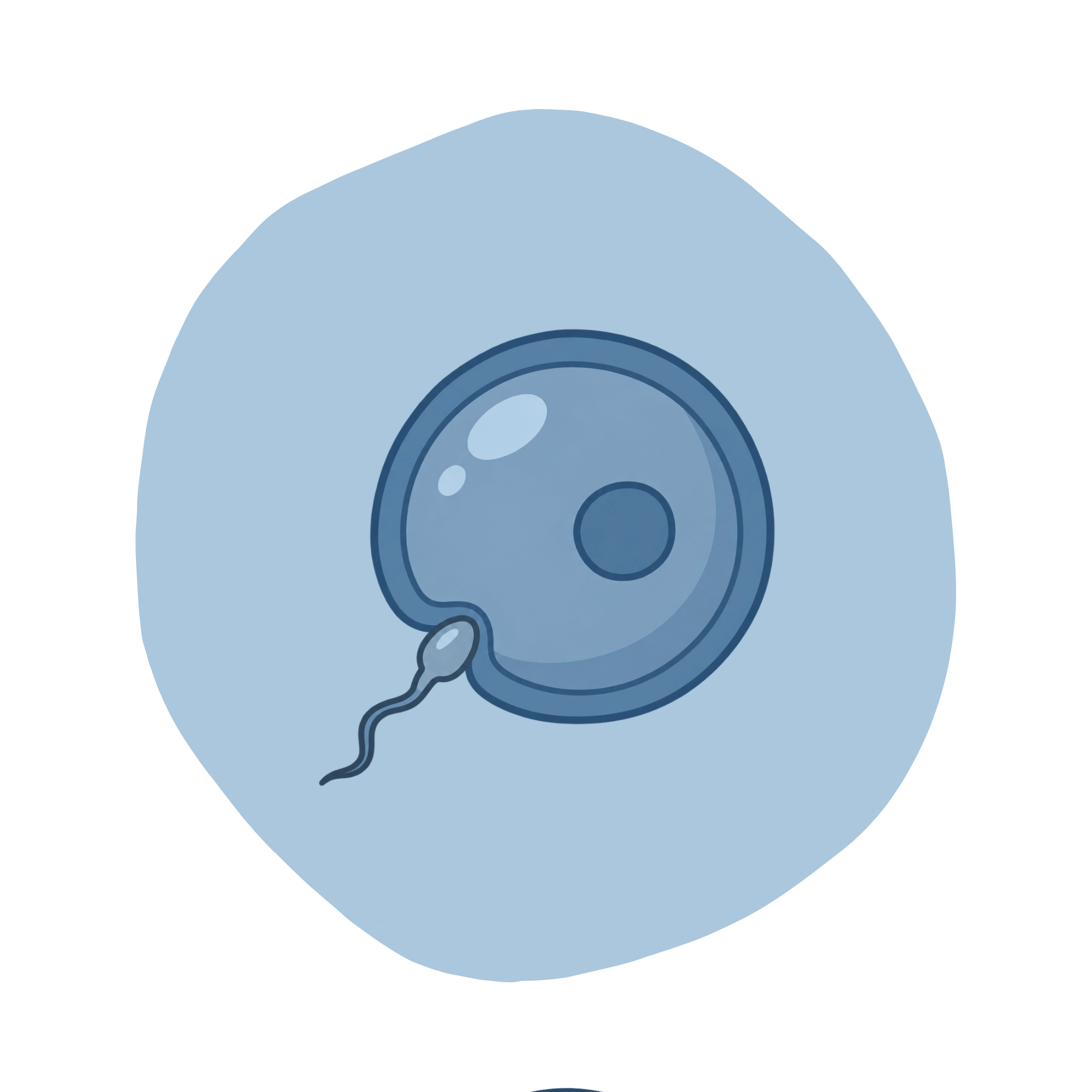 sperm and egg graphic