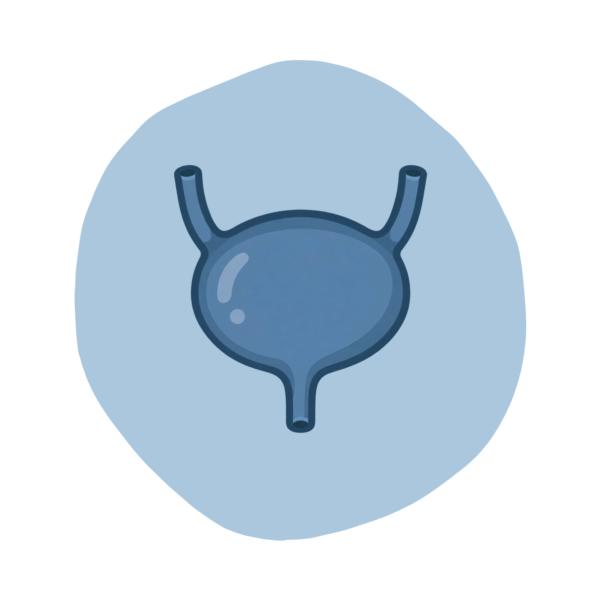 Bladder graphic