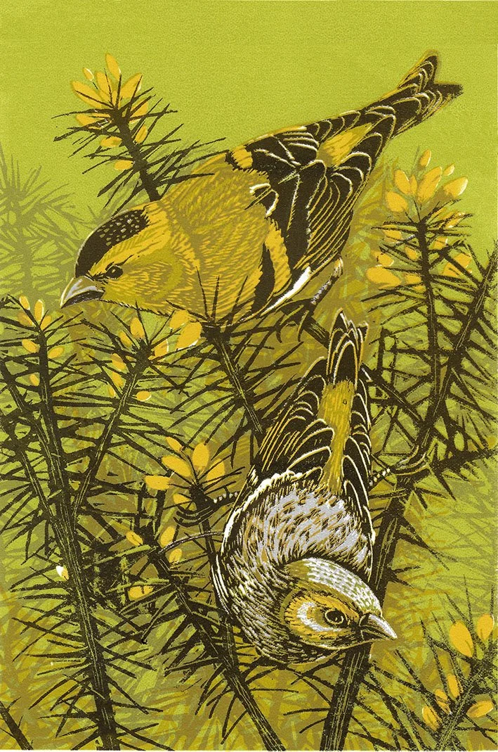 Siskins
