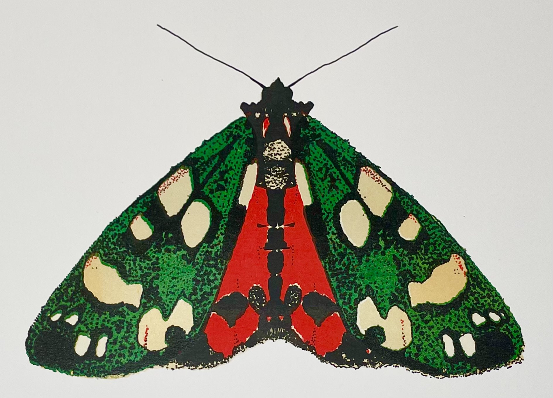 Scarlet Tiger Moth