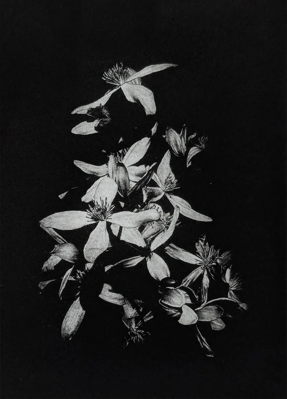 After Winter Ros Pritchard Photopolymer gravure (1).jpg