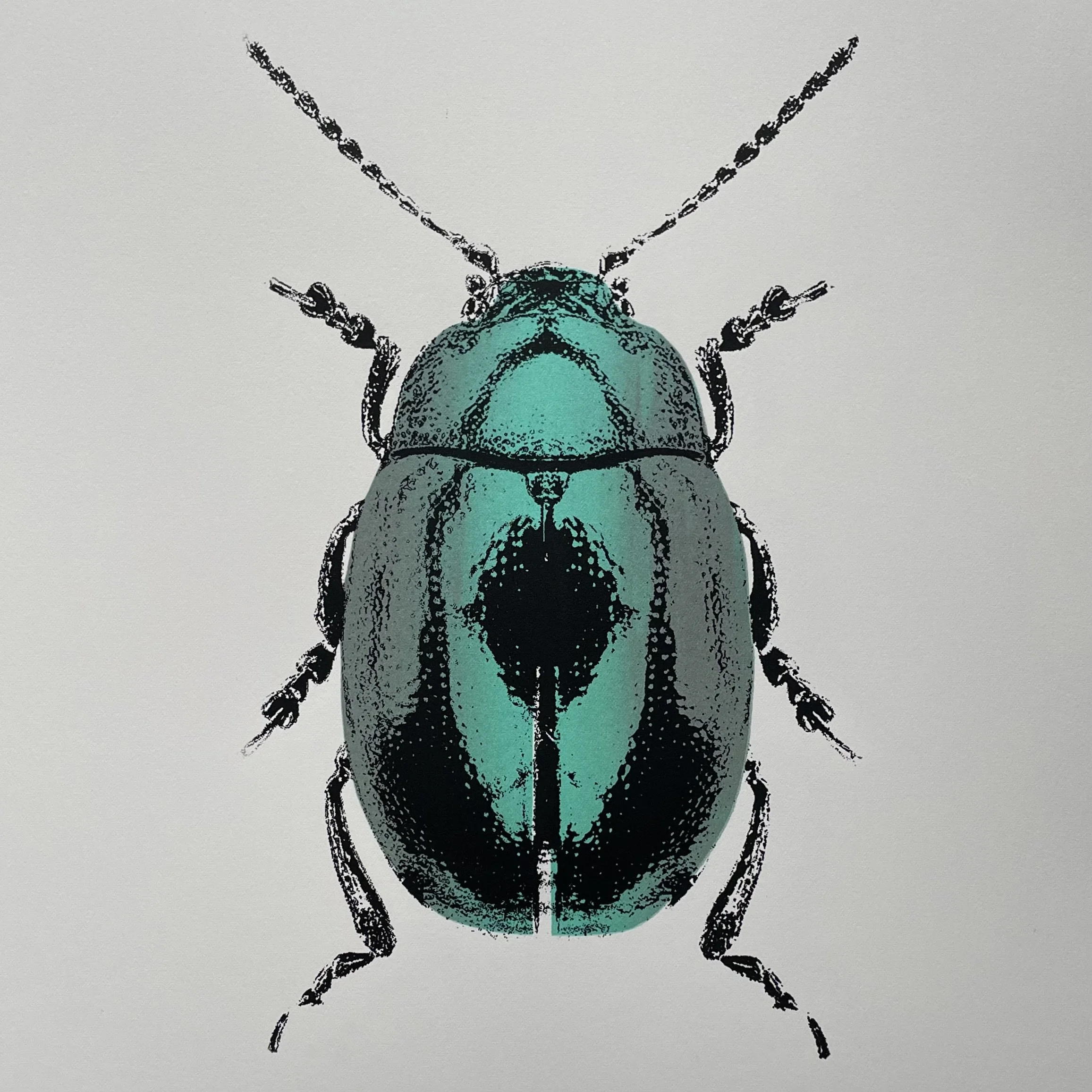  Chrysolina coerulans  
Screenprint 
21 x 28 cm