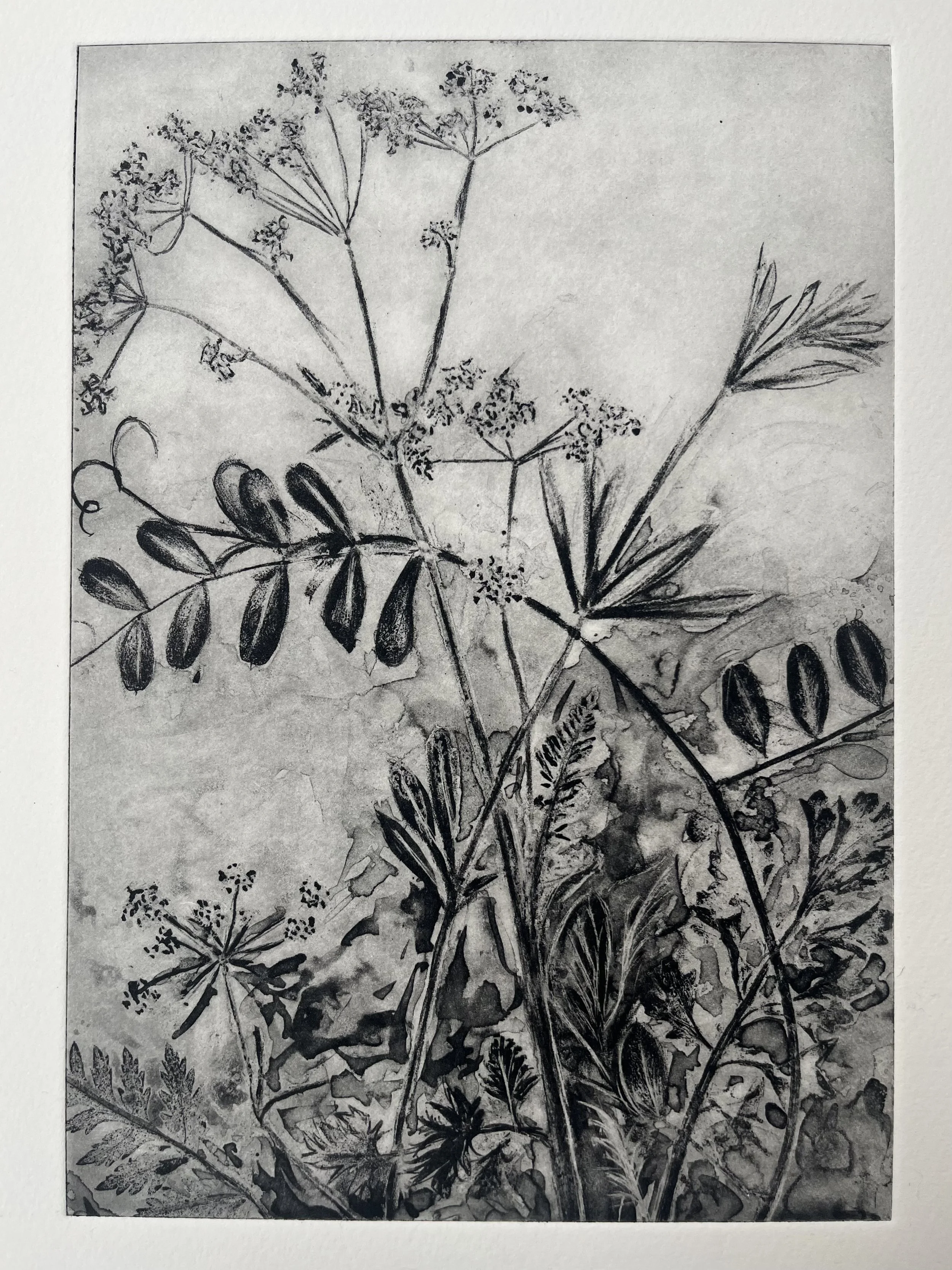  Corinne Mangan  
Nascence 