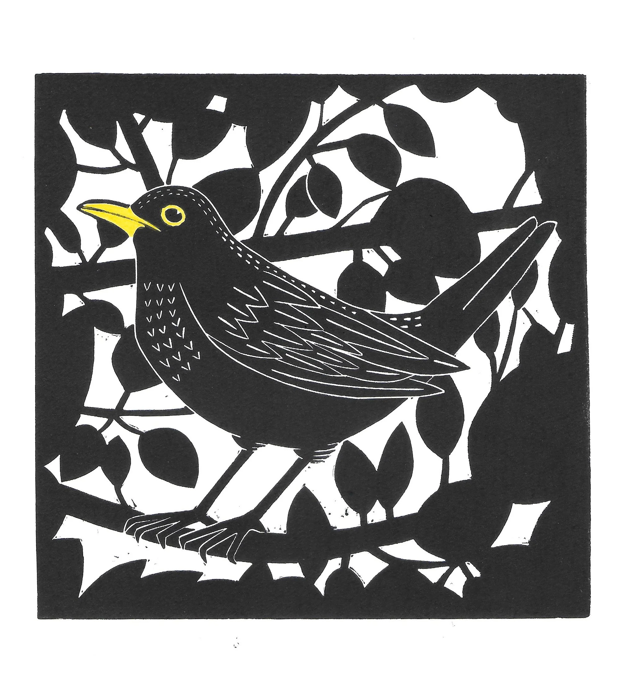 Blackbird.jpg