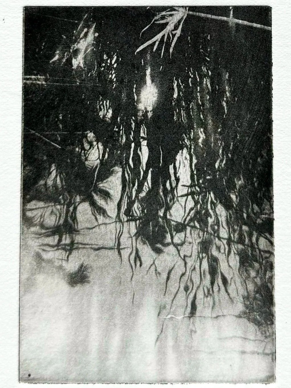 Pond+Life.jpg