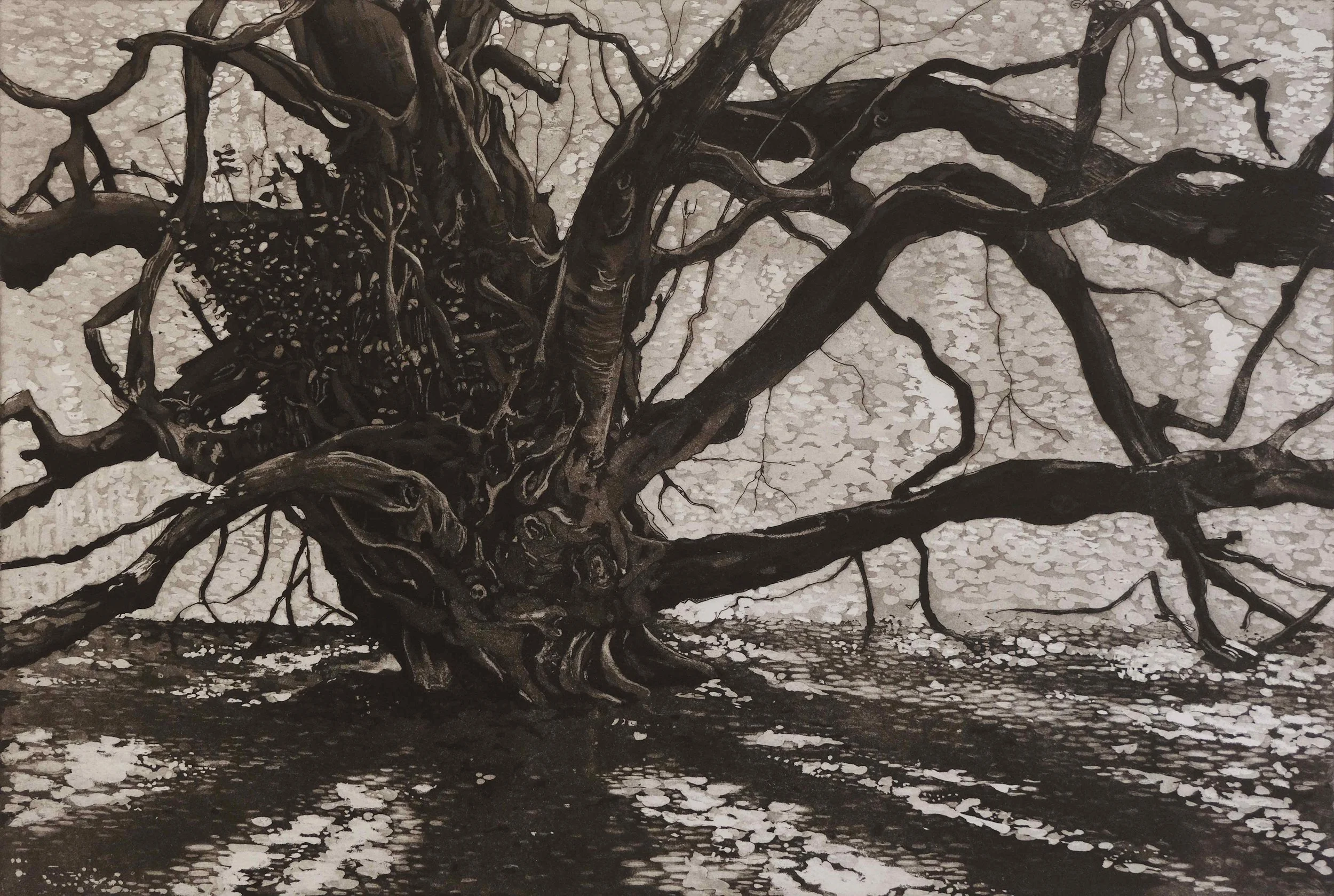 The Witches’ Broom Tree - Peg Morris