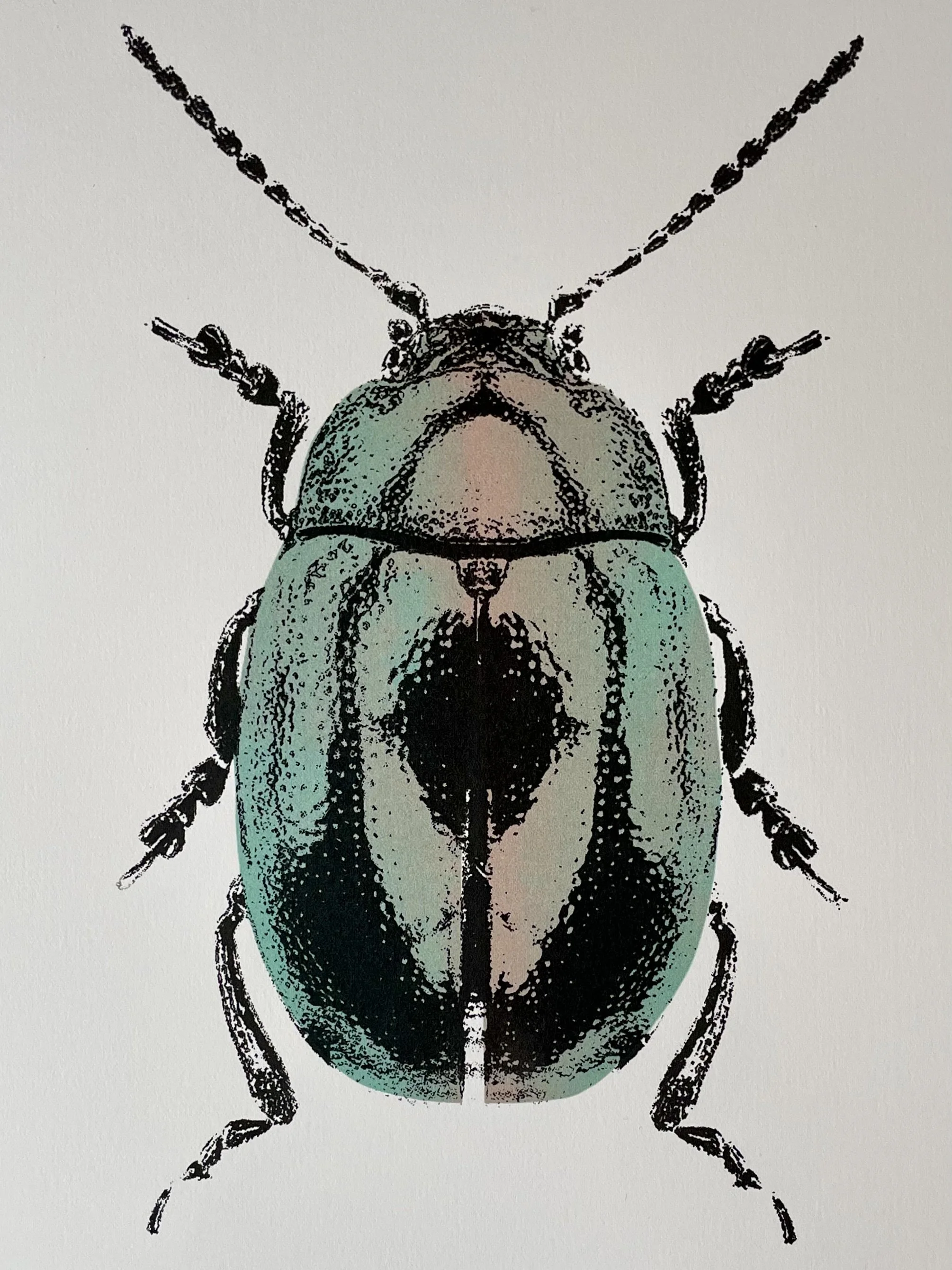 Chrysolina Cerealis