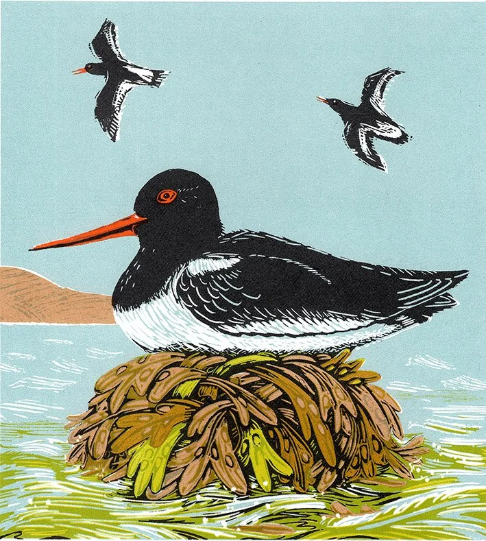 Oystercatchers