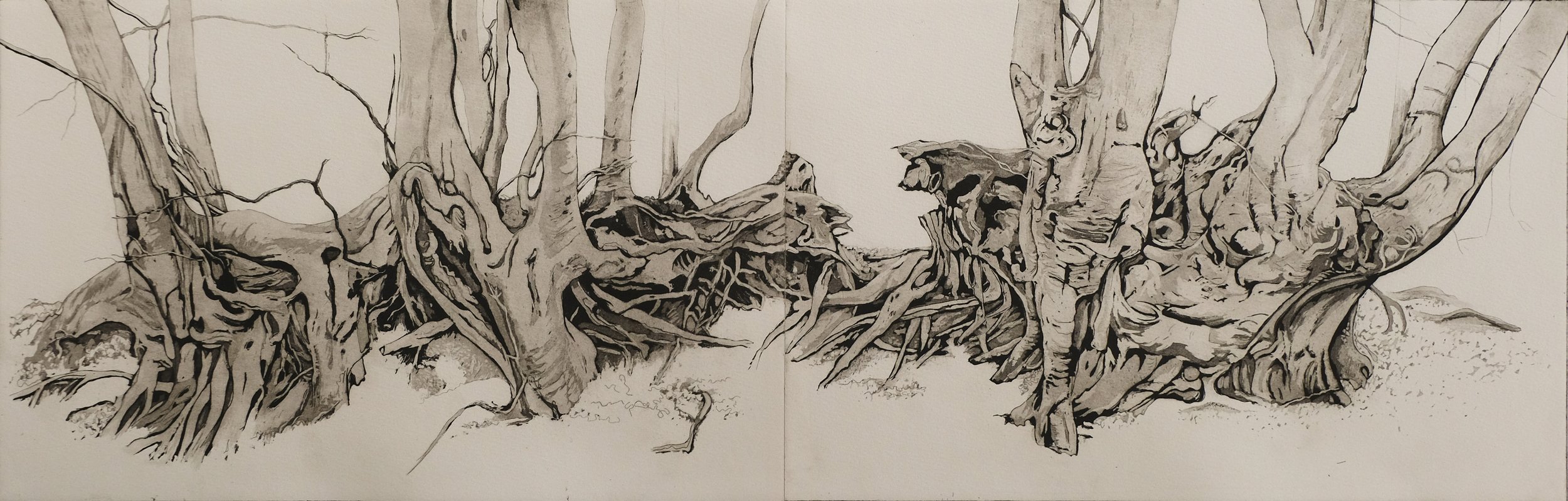  The Language of Trees; Beech Bank  
Etching 
