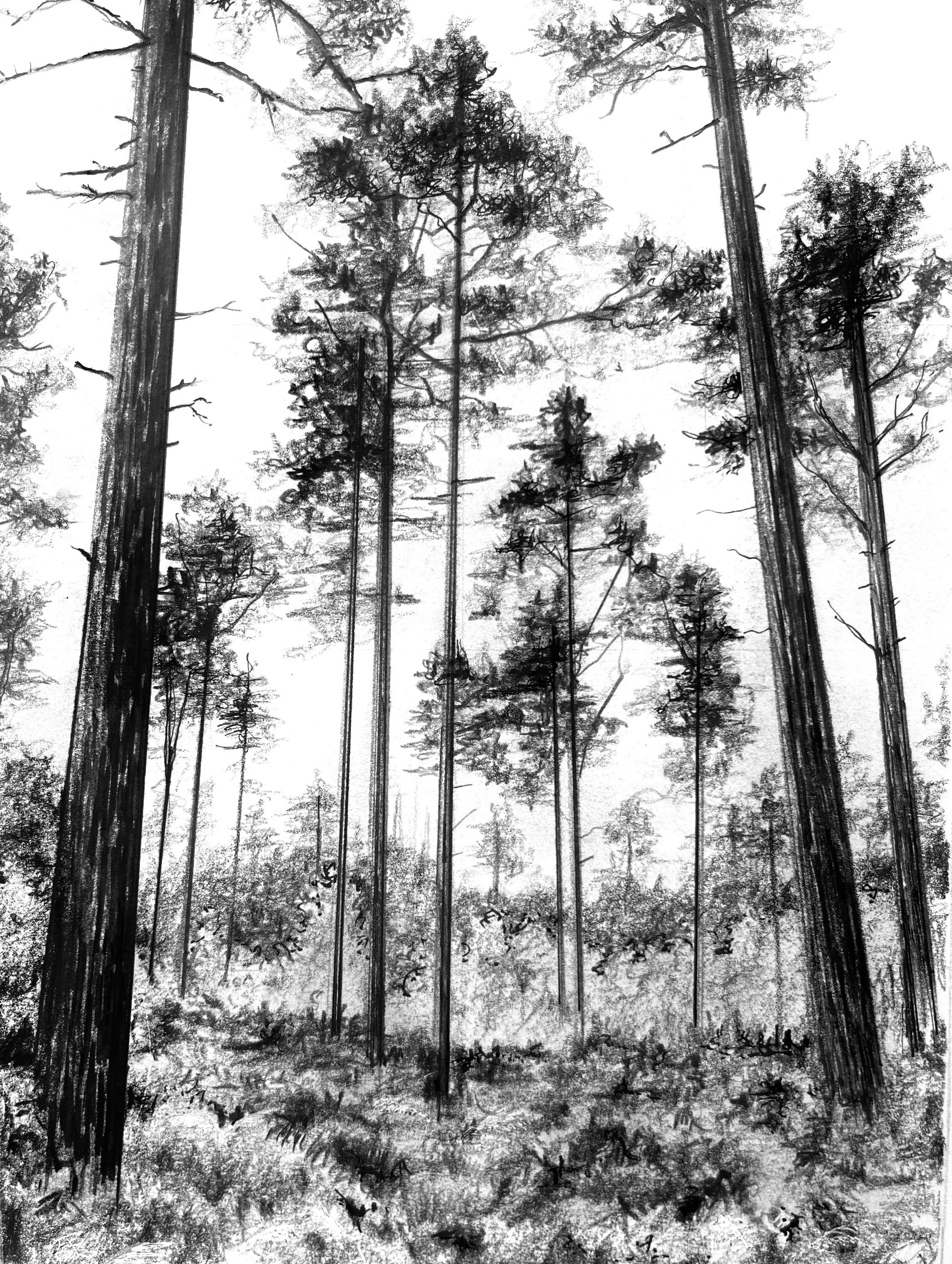  Corinne Mangan  
Hurtwood II 