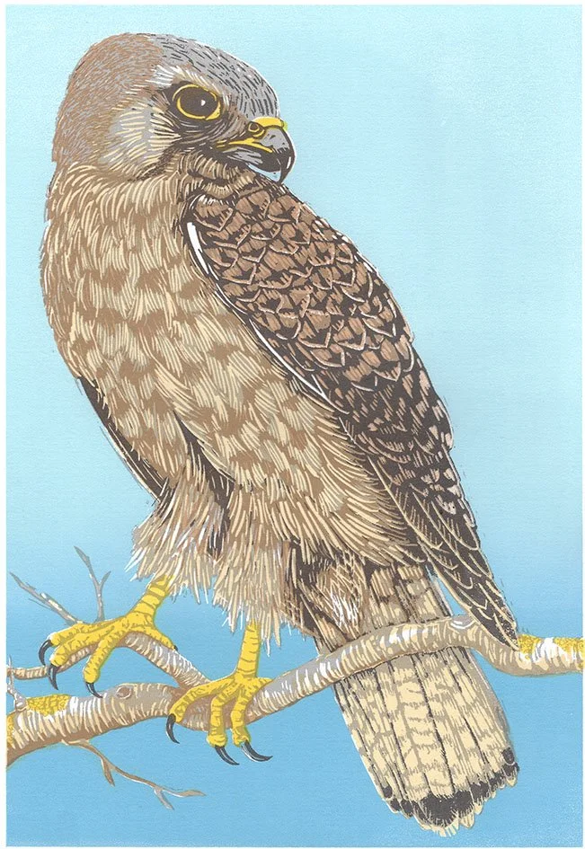 ©PaulaBoydBarrett__Kestrel.jpg