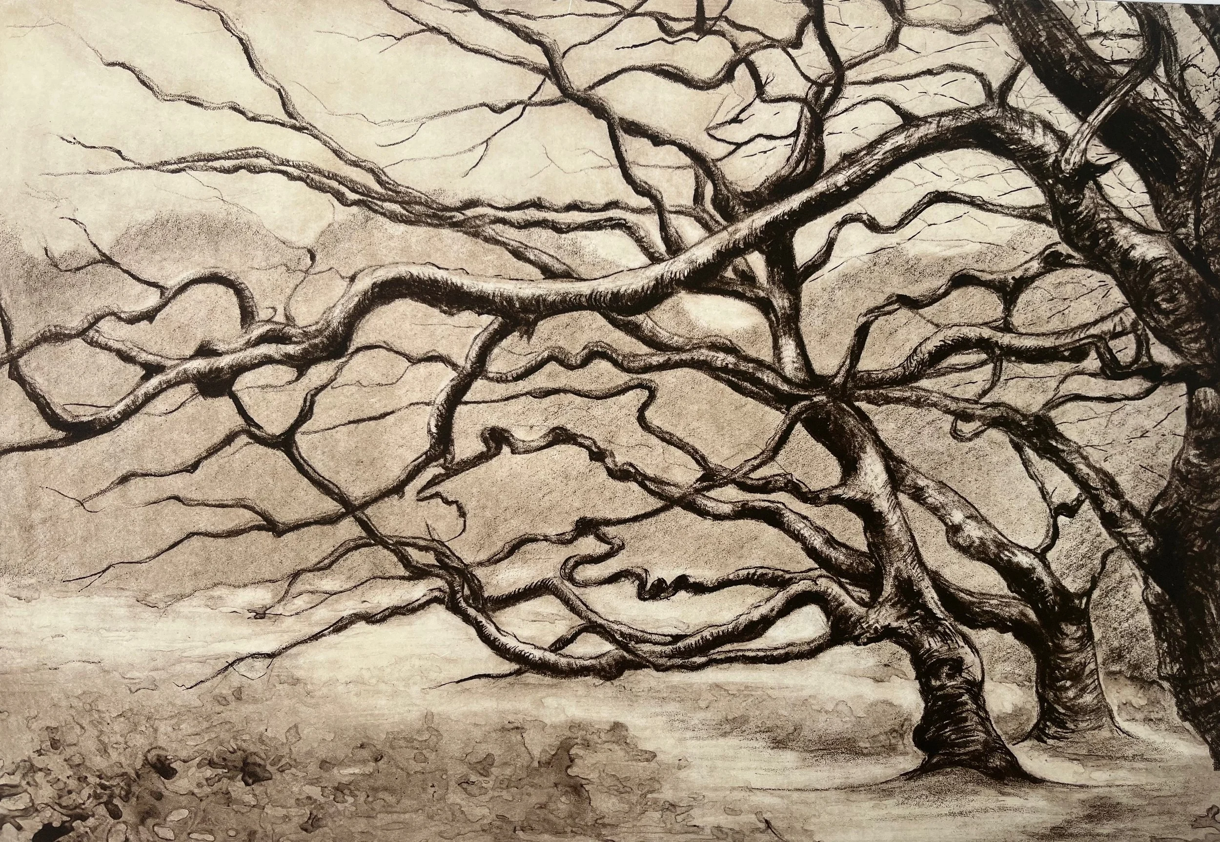  Abinger Roughs  
Photopolymer 
21 x 29.5 cm