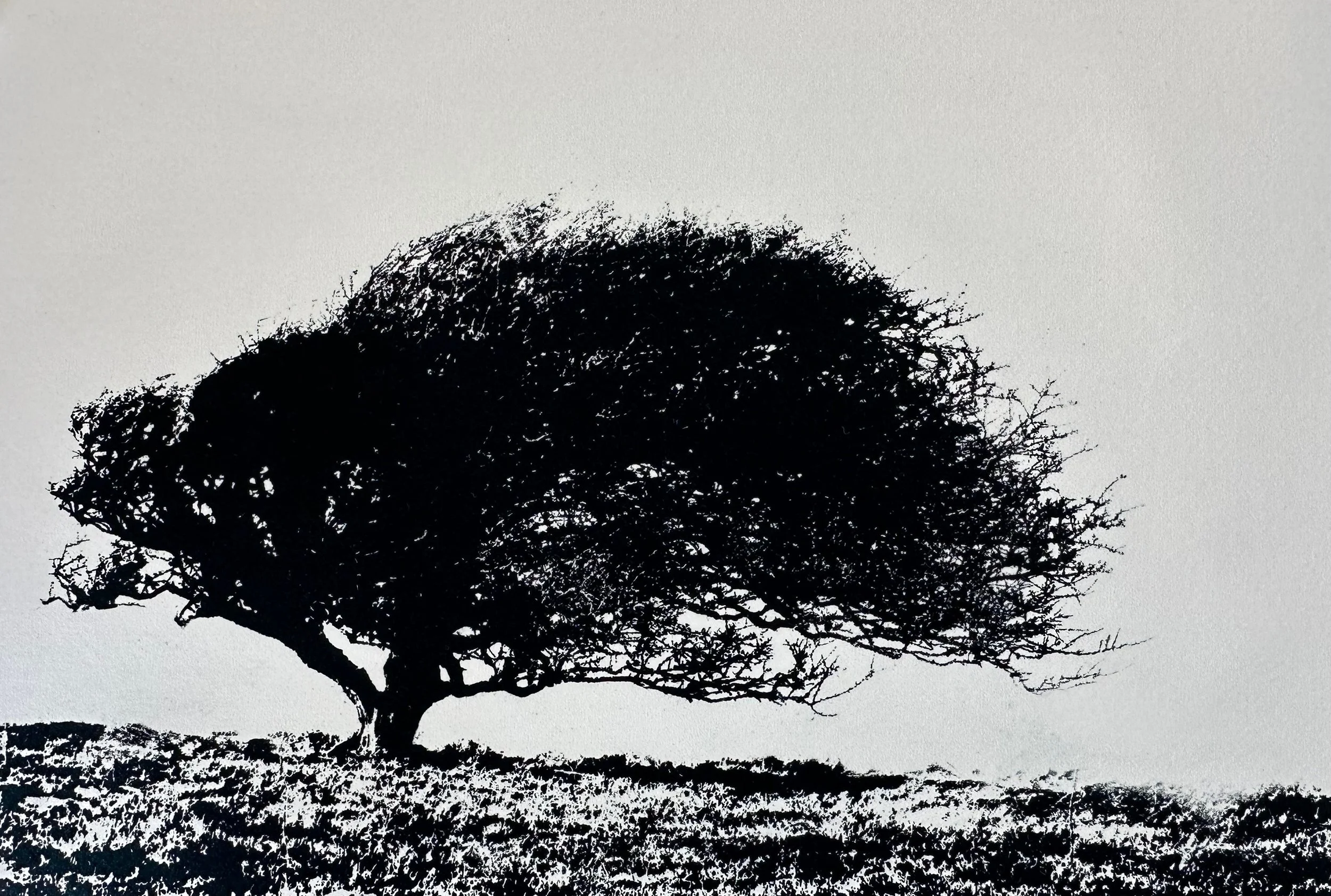 Memory of the Wind