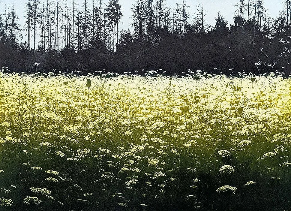  The Bright Field  
Photopolymer Gravure 
40 x 29 cm