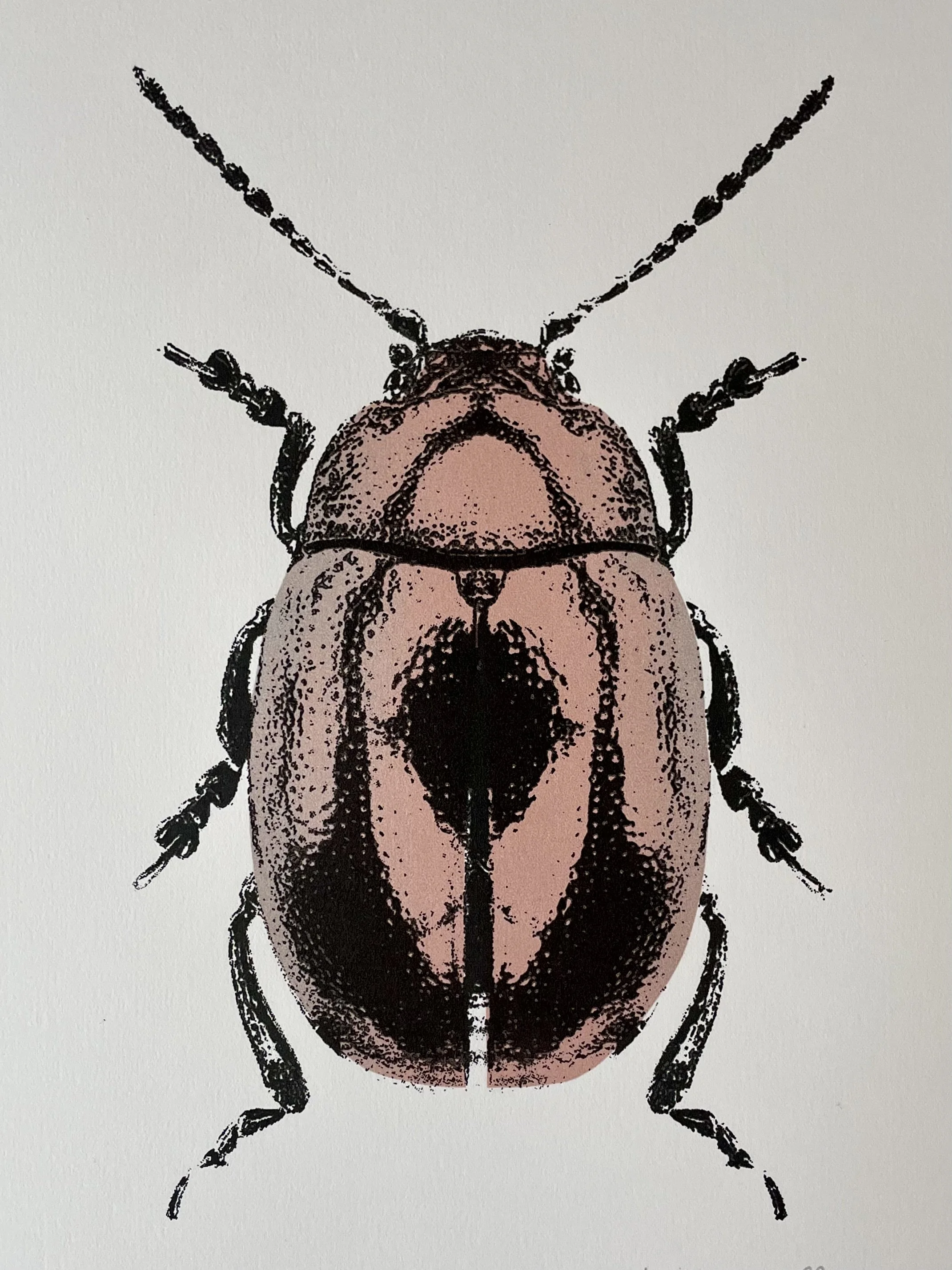Chrysolina marginata CS.jpeg