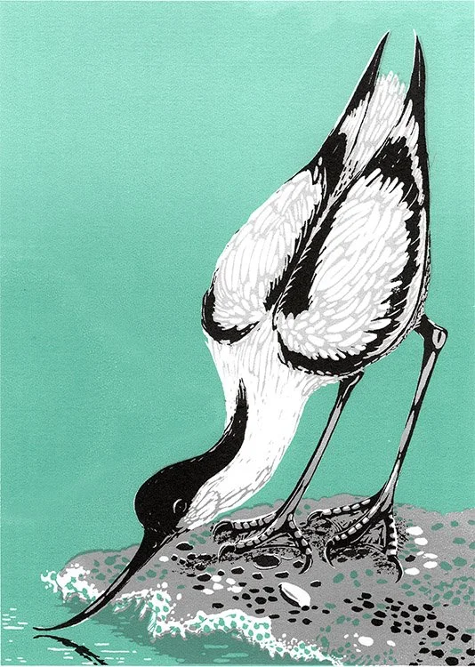 ©PaulaBoydBarrett_AvocetLO.jpg