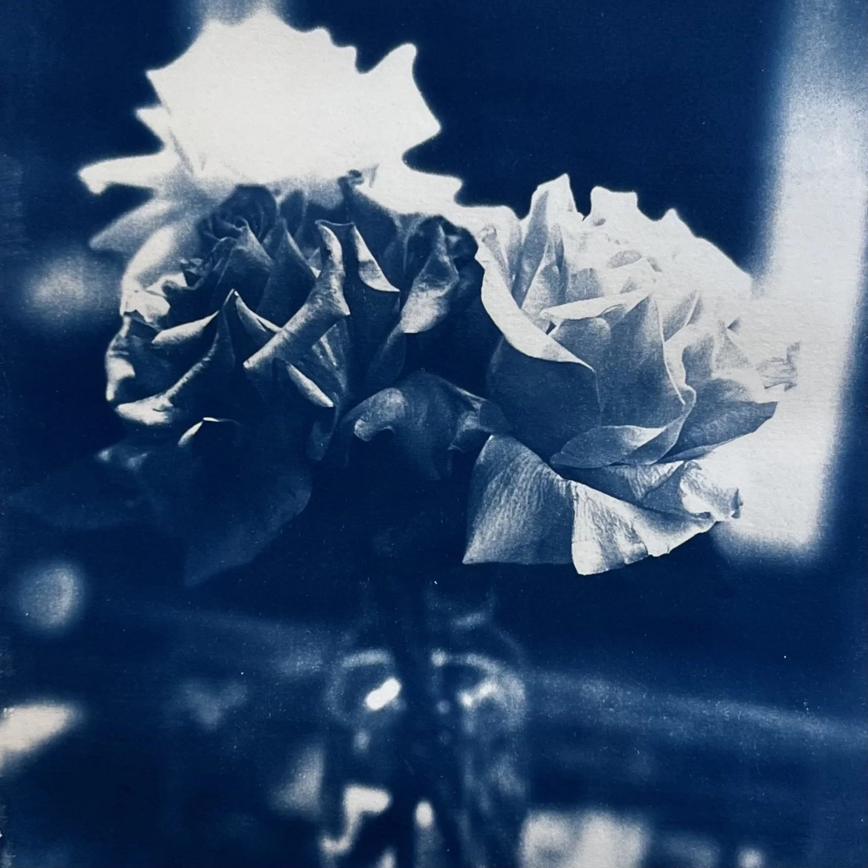  Reflexed roses  
Cyanotype 
20 x 27cm