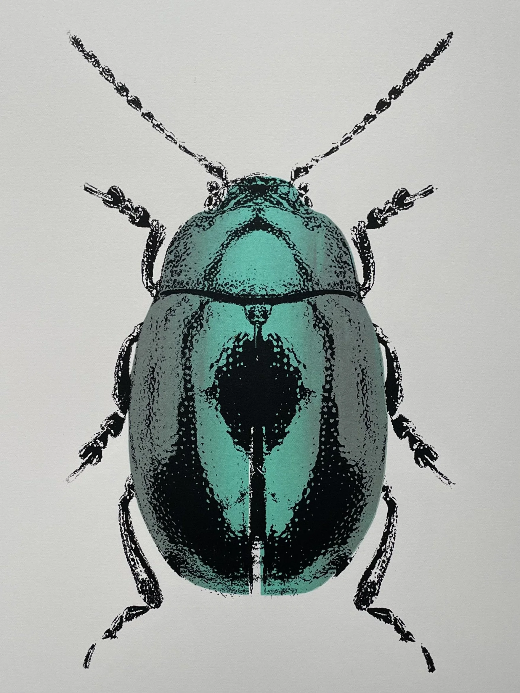 Chrysolina Coerulans