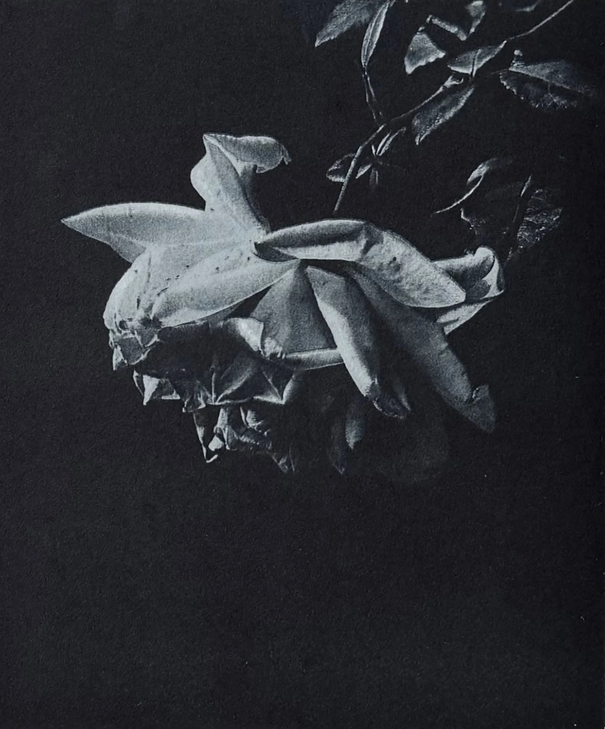  Last Rose  
Photopolymer gravure 
10.5 x 11.5 cm