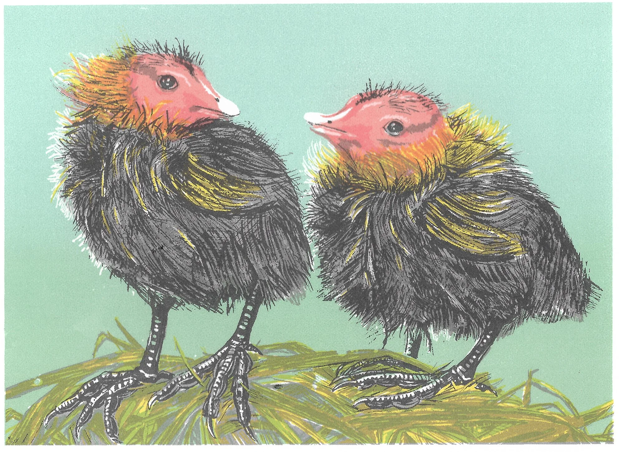Paula Boyd-Barrett Coot Chicks.jpg