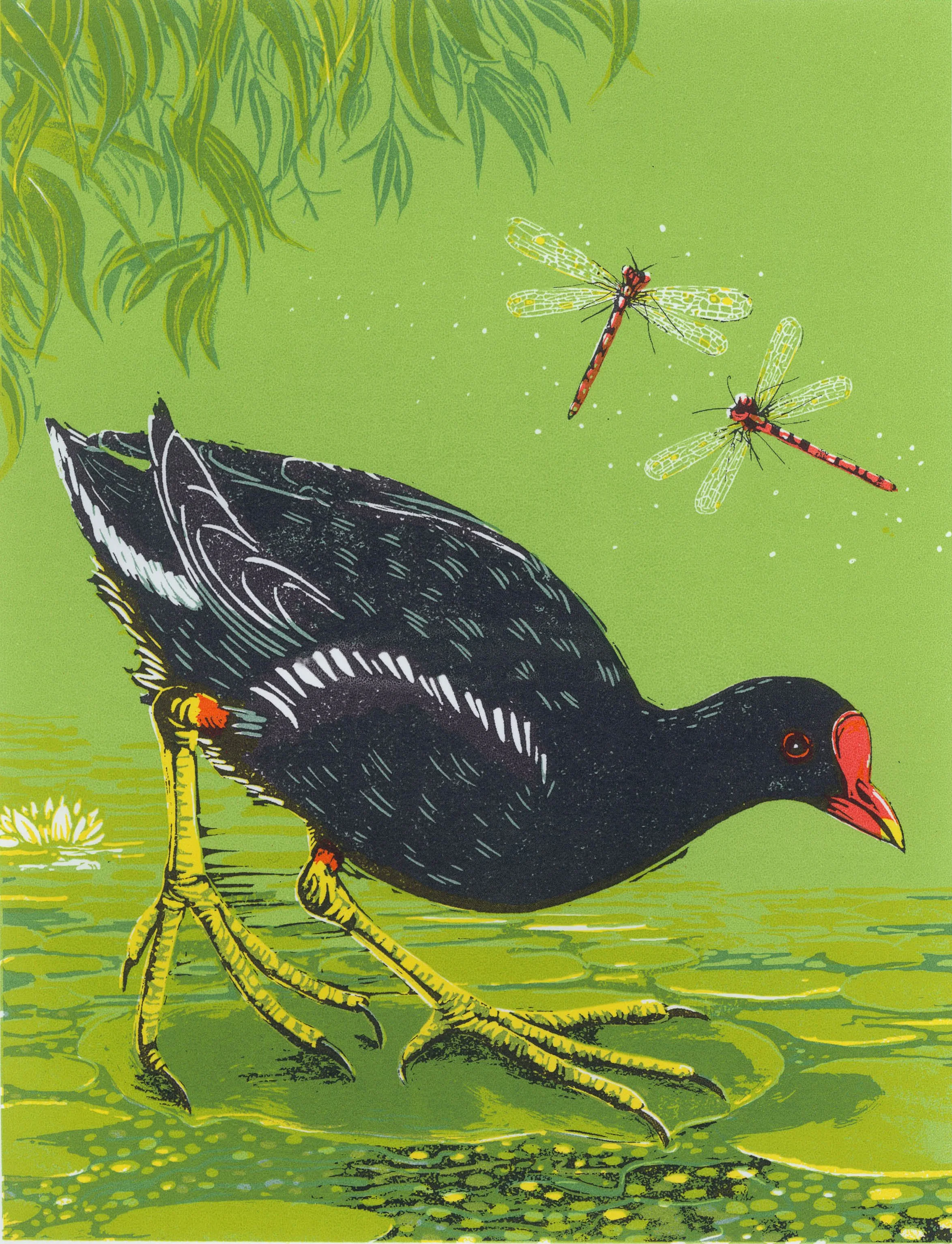 PaulaBoyd-Barrett_Moorhen.jpg
