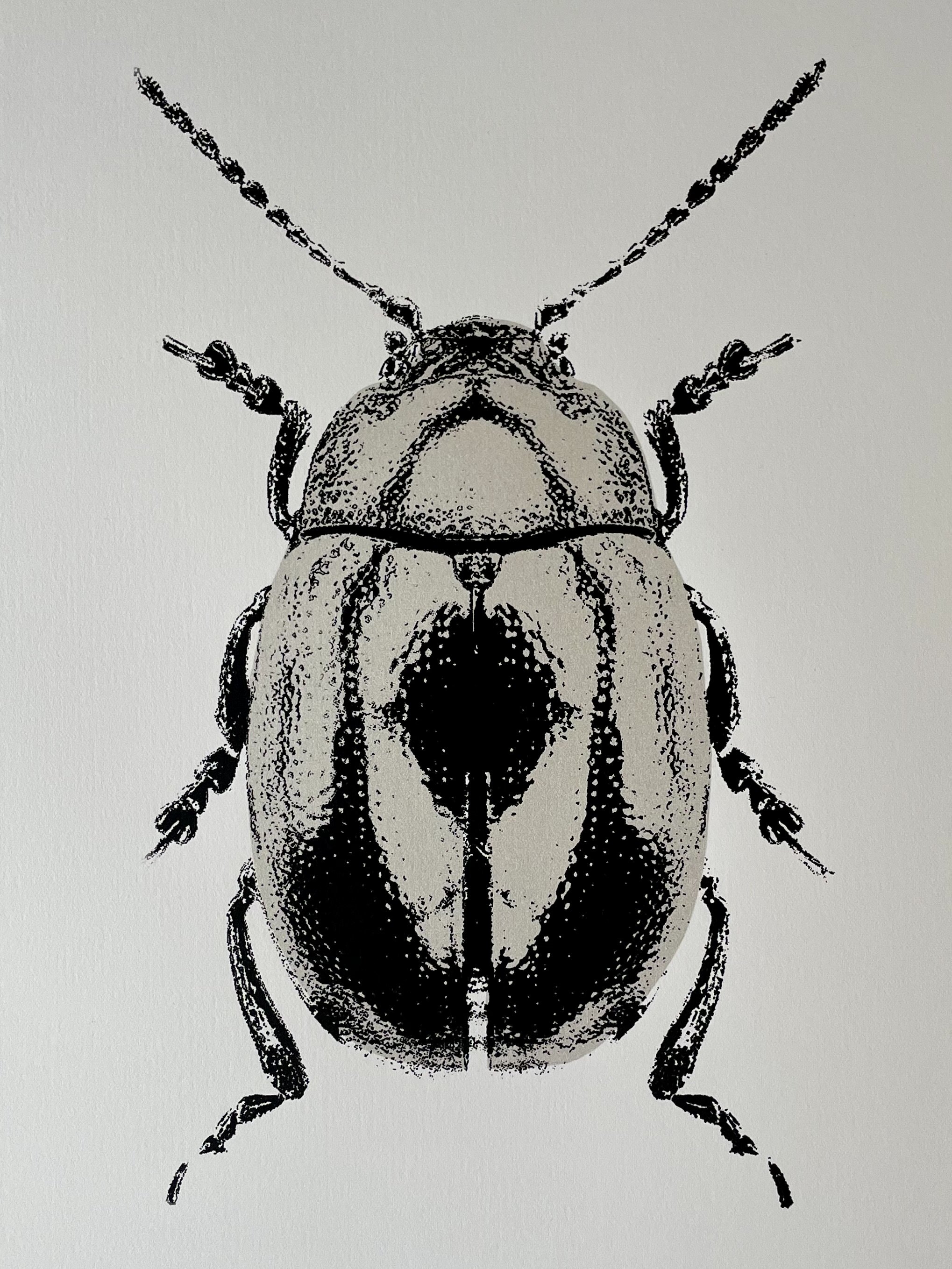 Chrysolina Oricalcea