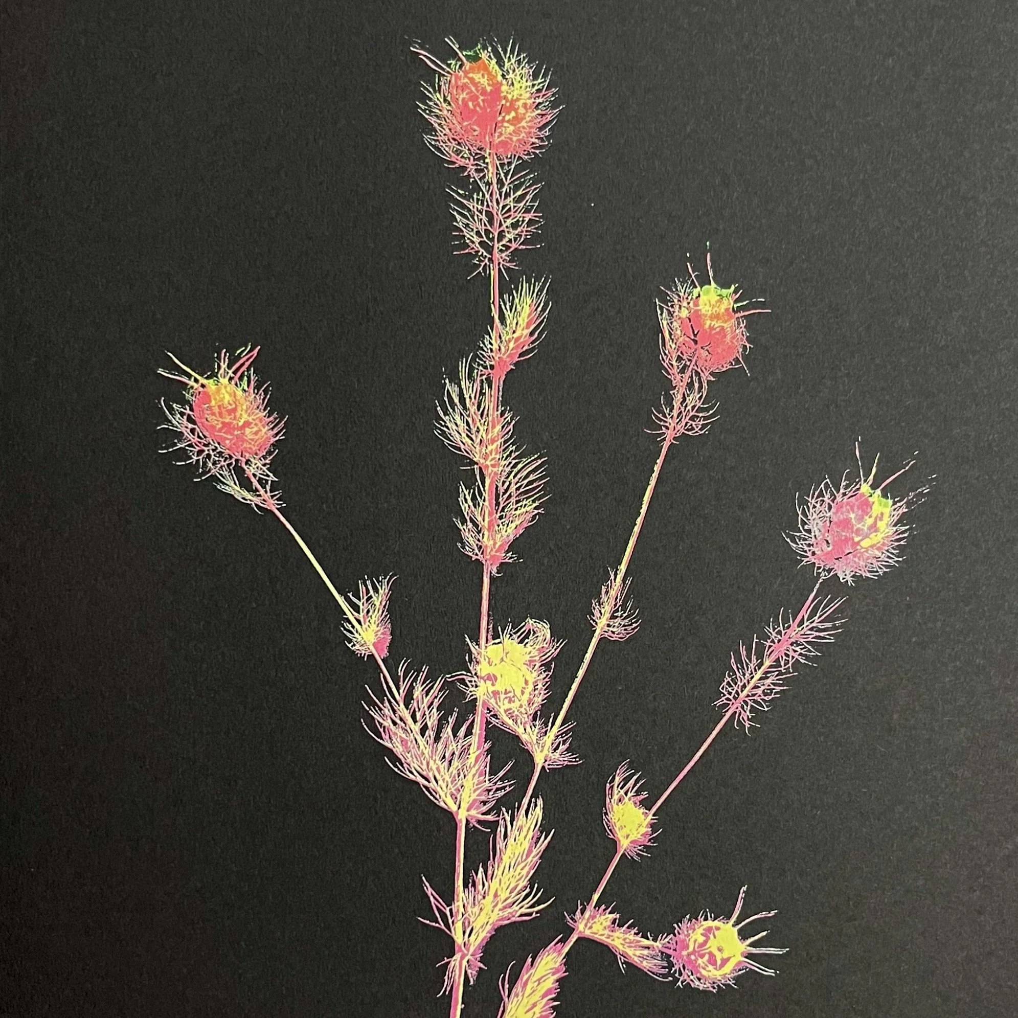  Love-in-a-mist  
Screenprint 
21 x 28cm
