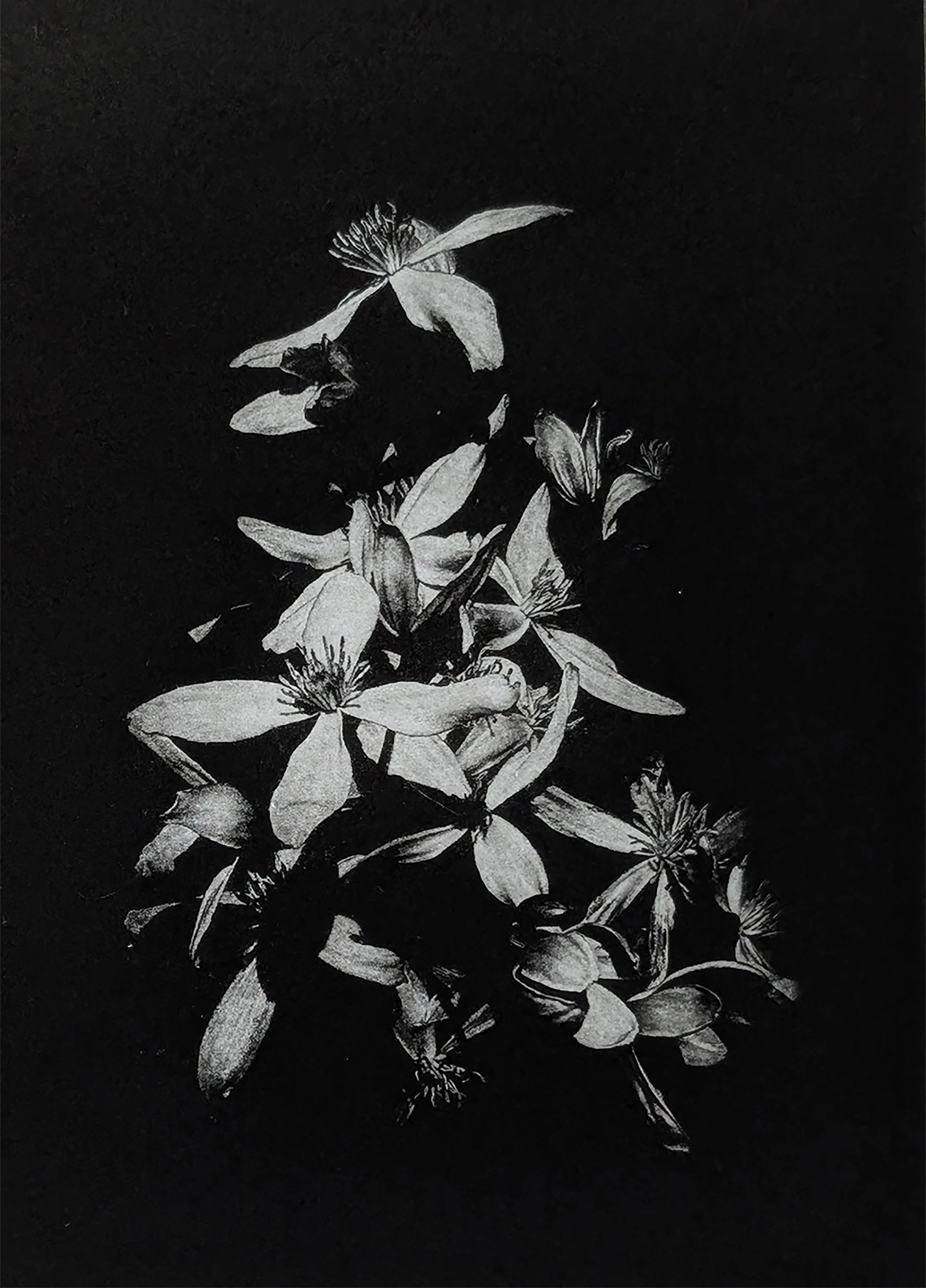 After Winter  
Photopolymer gravure 
12.5 x 17.5 cm