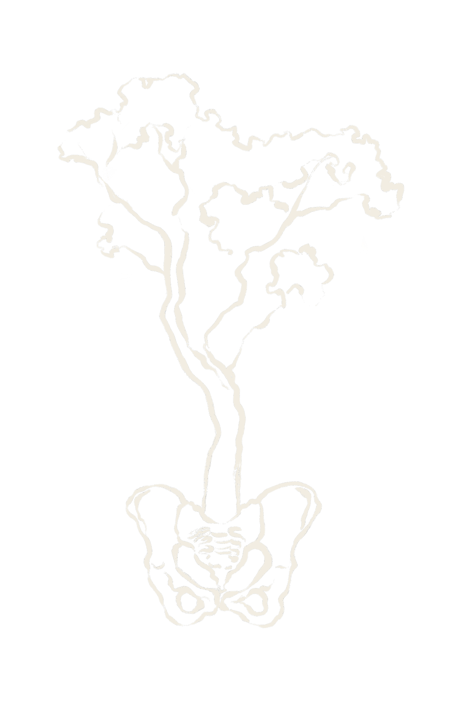 Tall Trees Pelvic Care