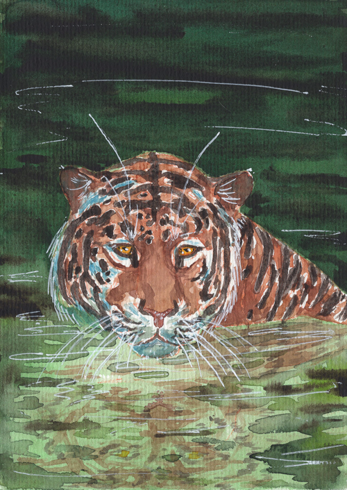 A tiger in water