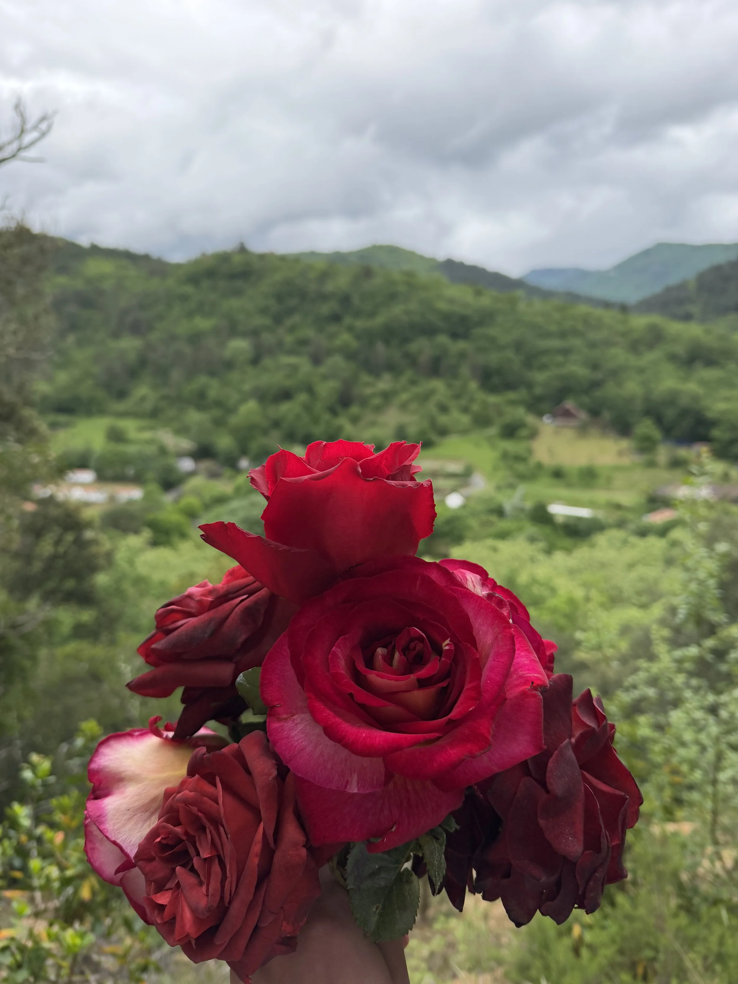 roses south of France Mary Magdalene Pilgrimage