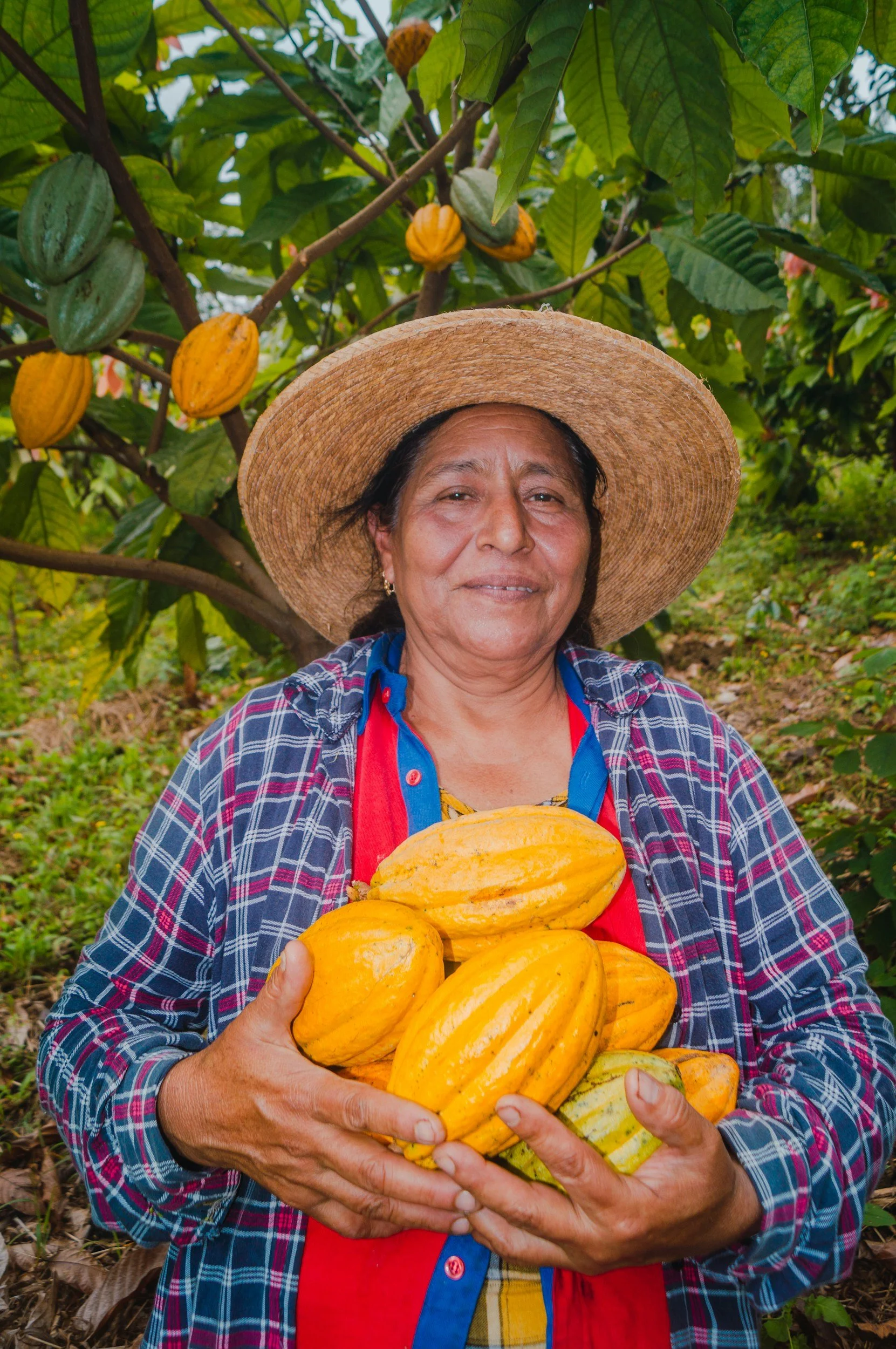 cacao farmer