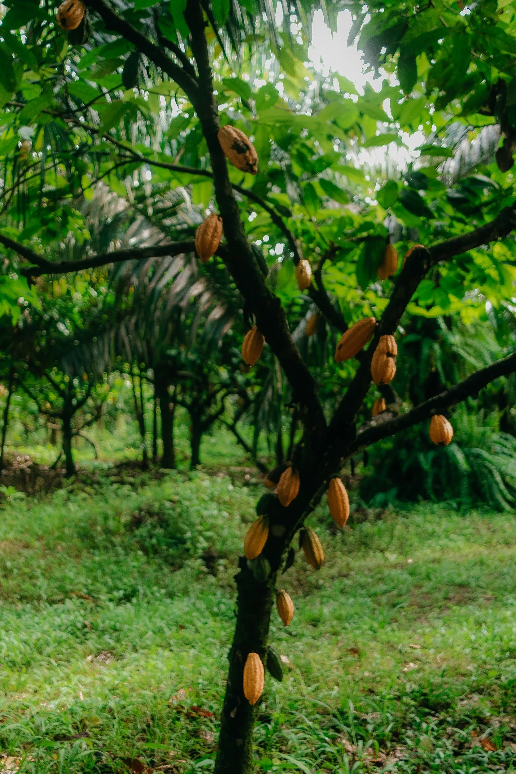 cacao farm - why sourcing cacao matters