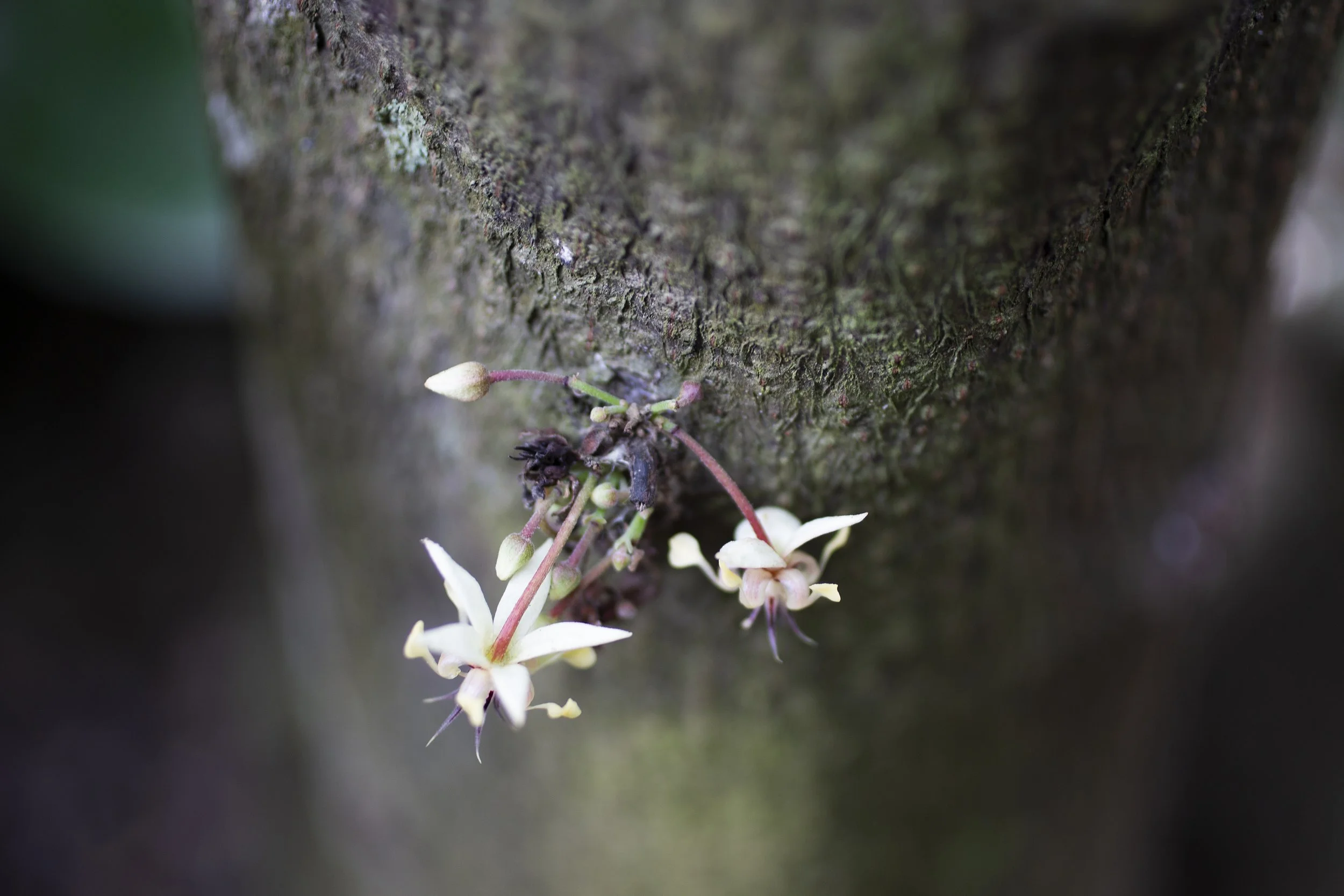 Hda FINCA DON COLON 002.jpg