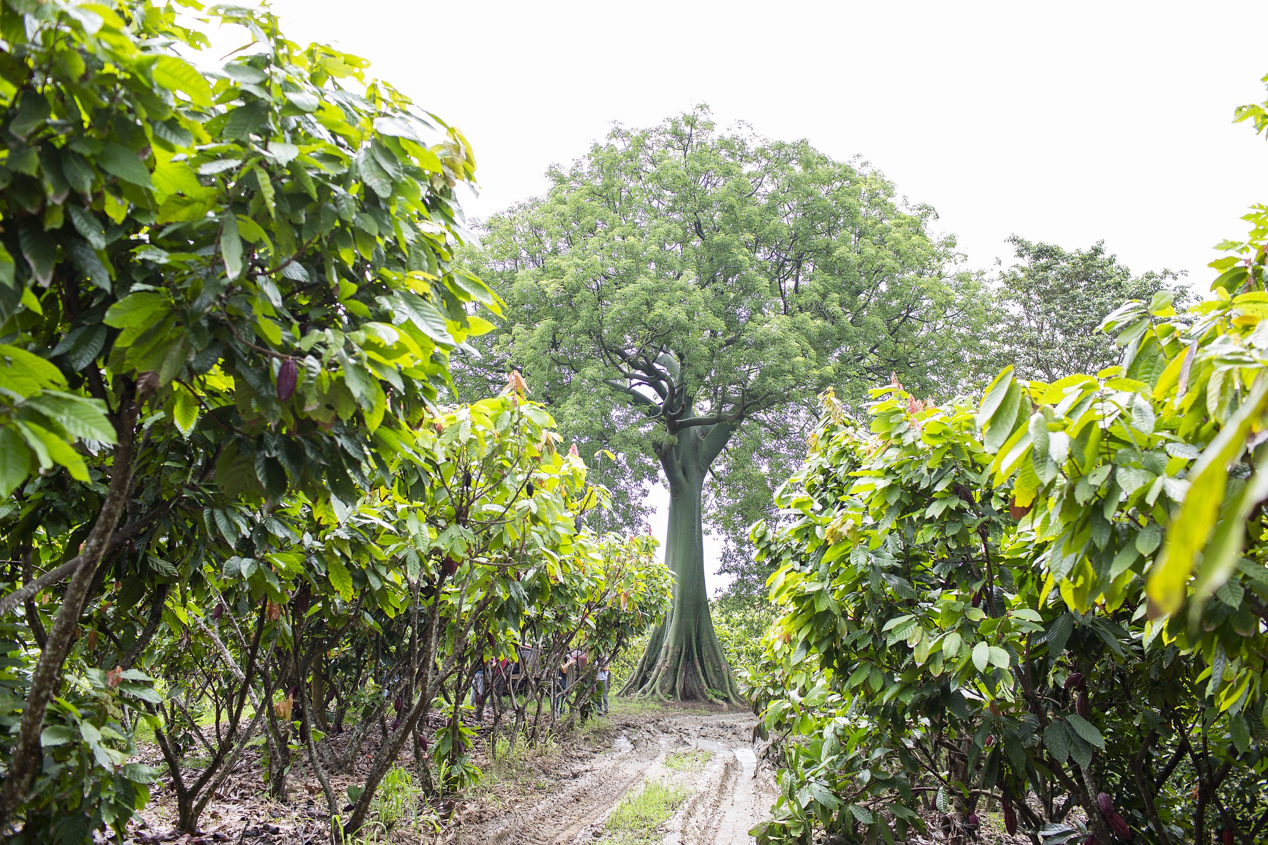 Hda HACIENDA EL CASTILLO 002.jpg