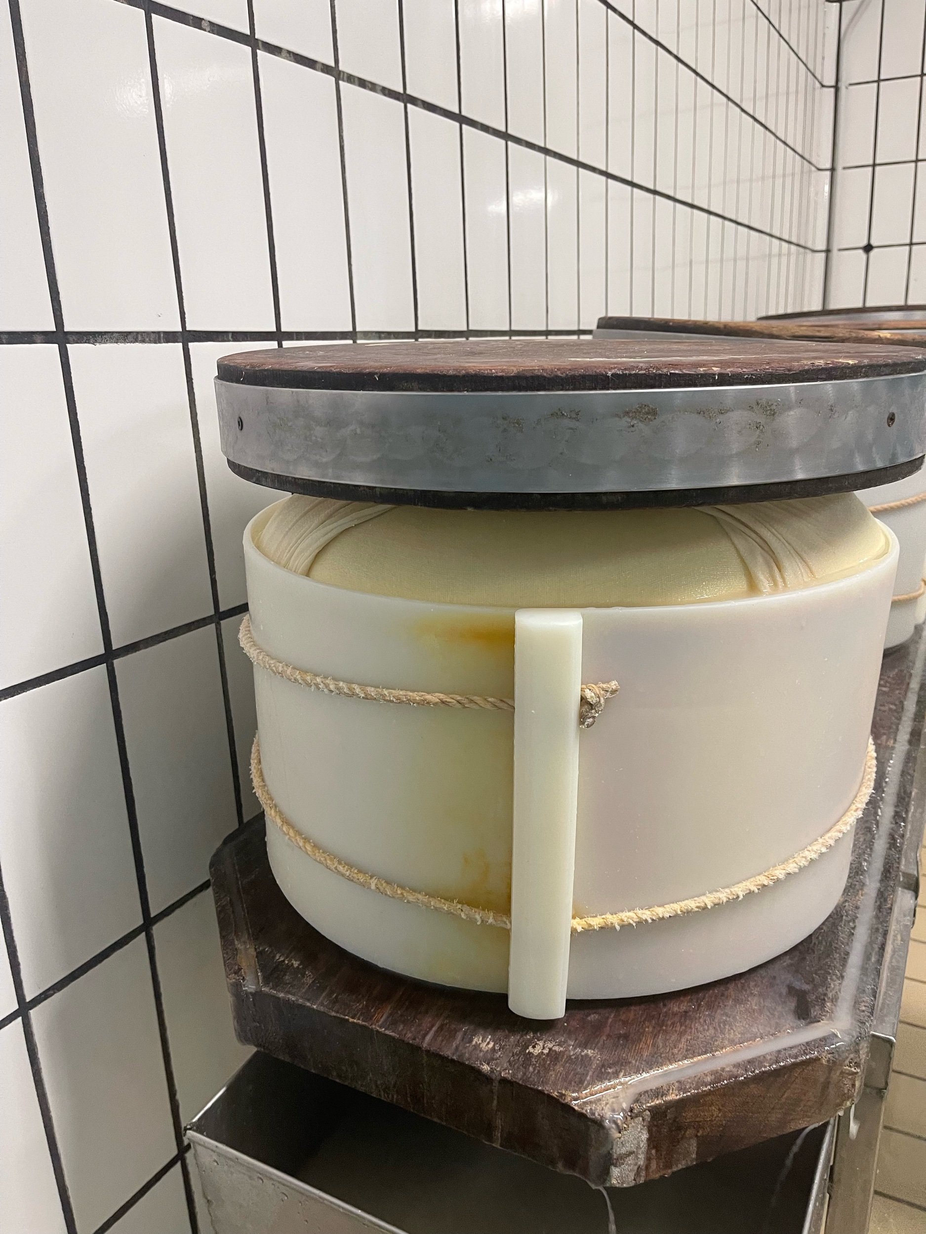 cheese forming into a wheel 