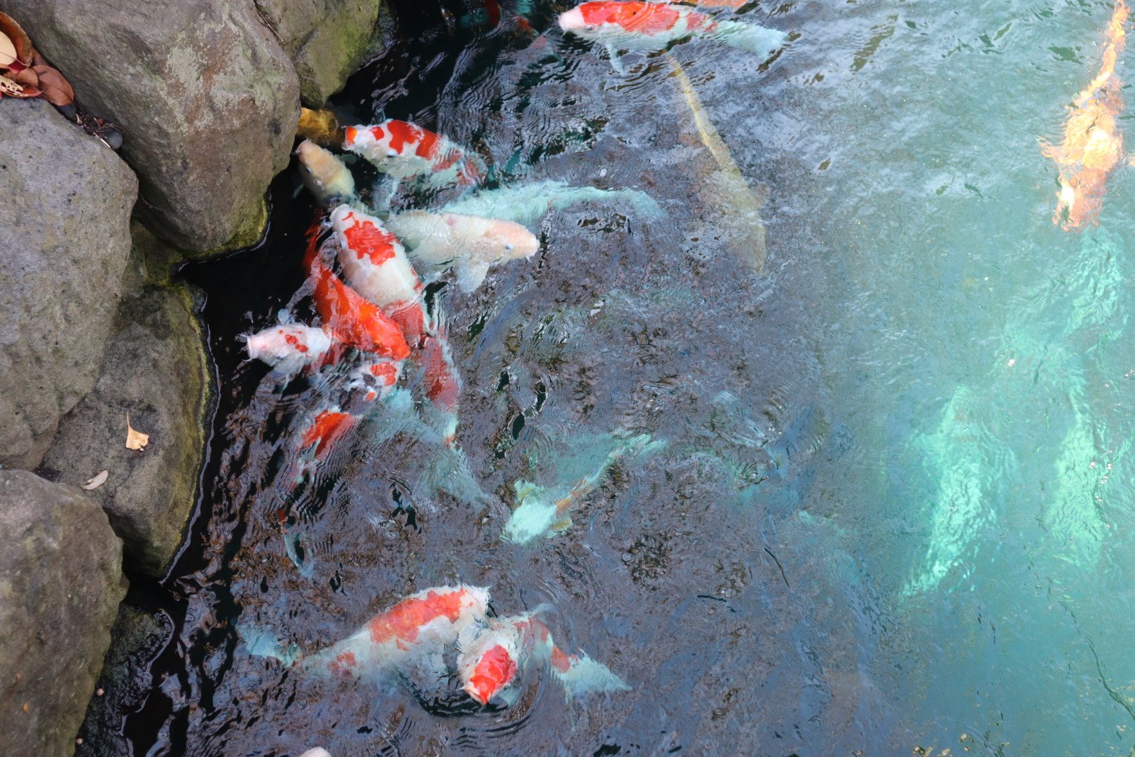 Koi pond