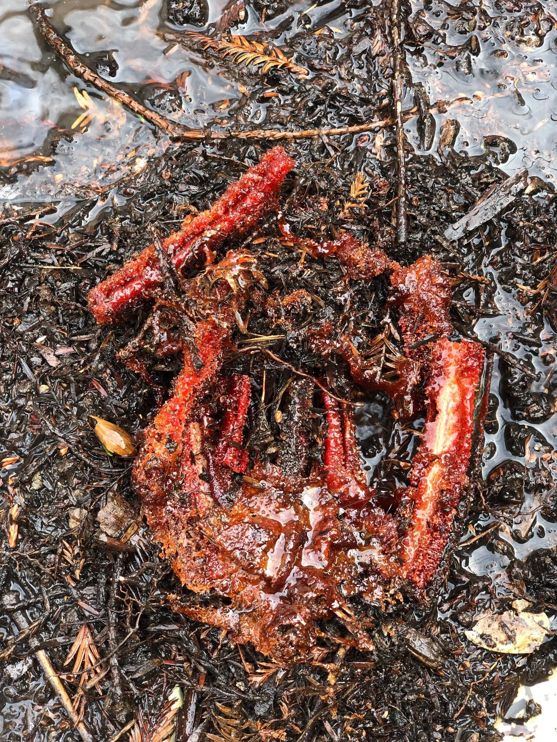 From Me To You: Decayed Gift/Head