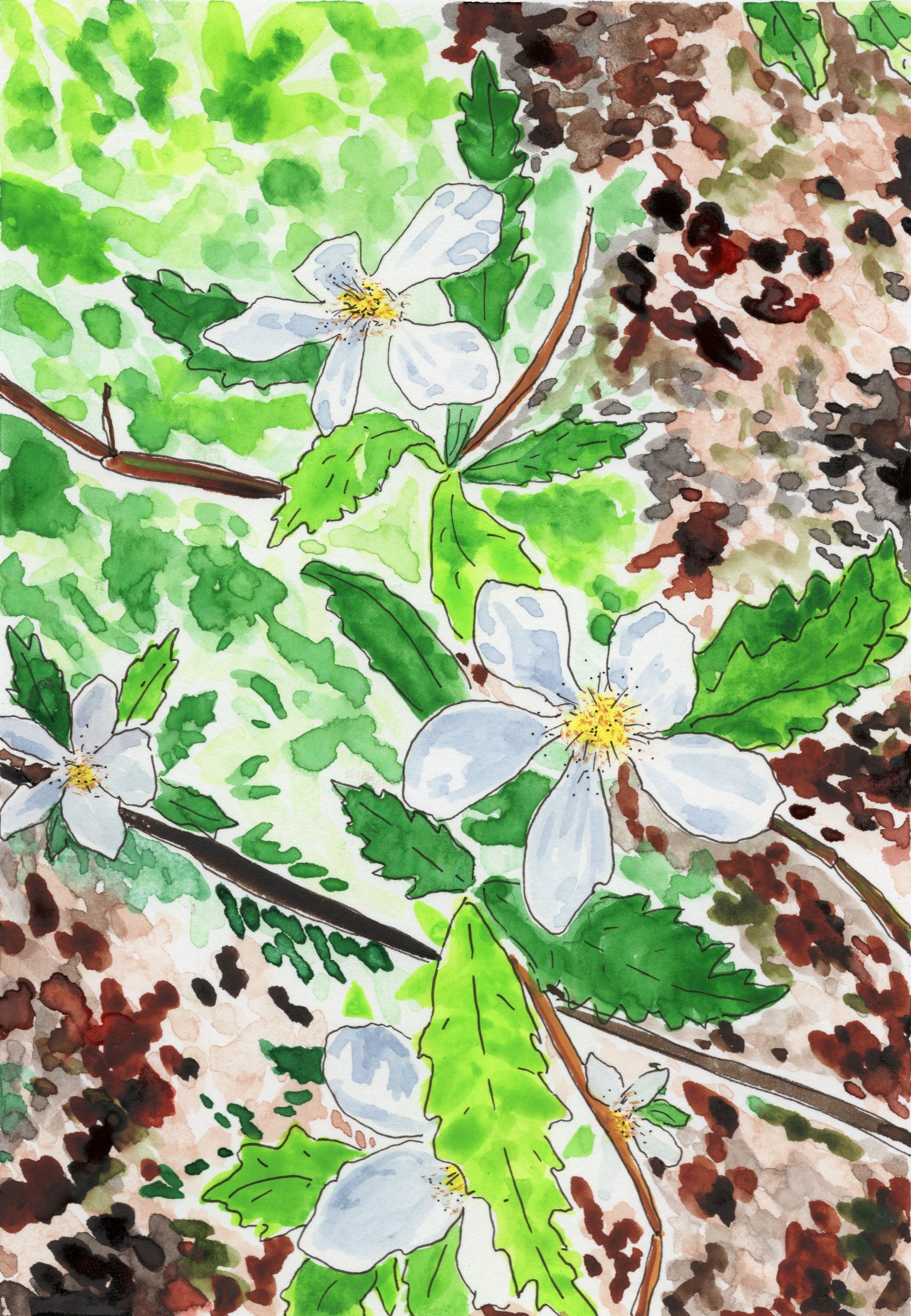 Blackberry Flowers.jpg