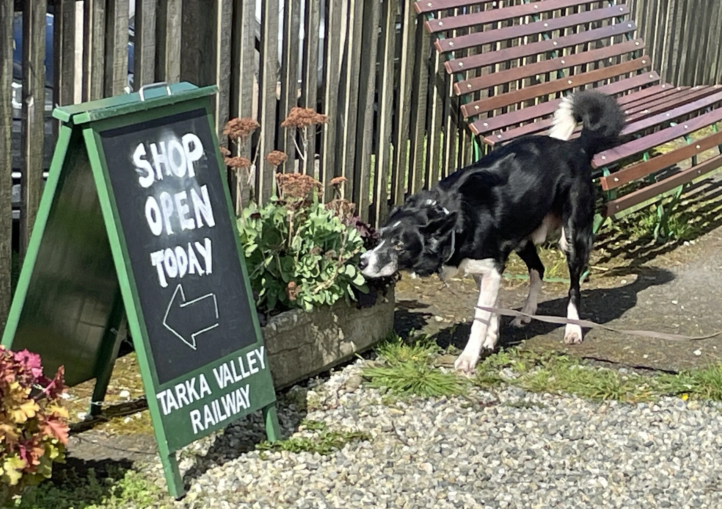black and white dog doing scentwork outside a shop