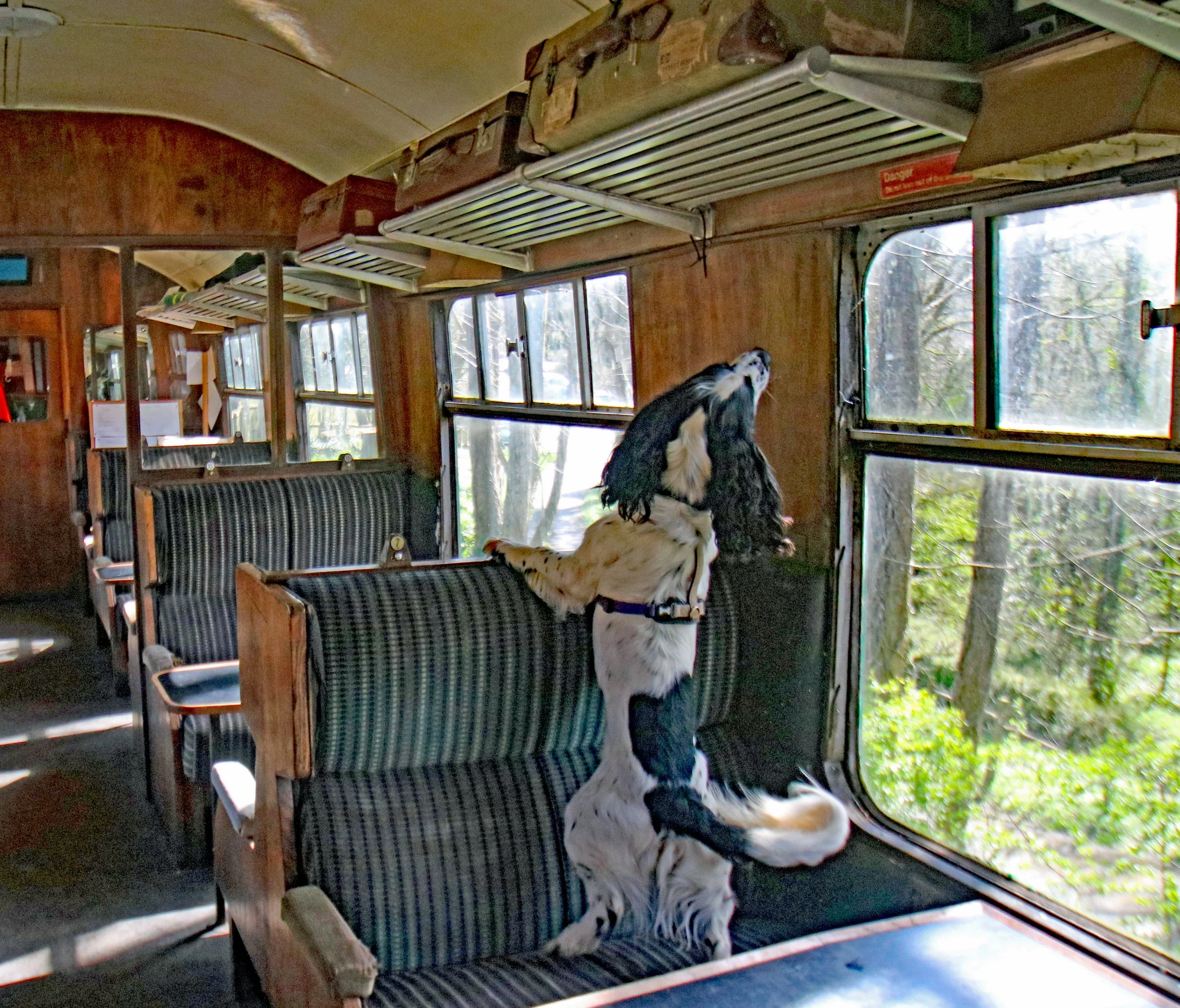 dog searching train for scent