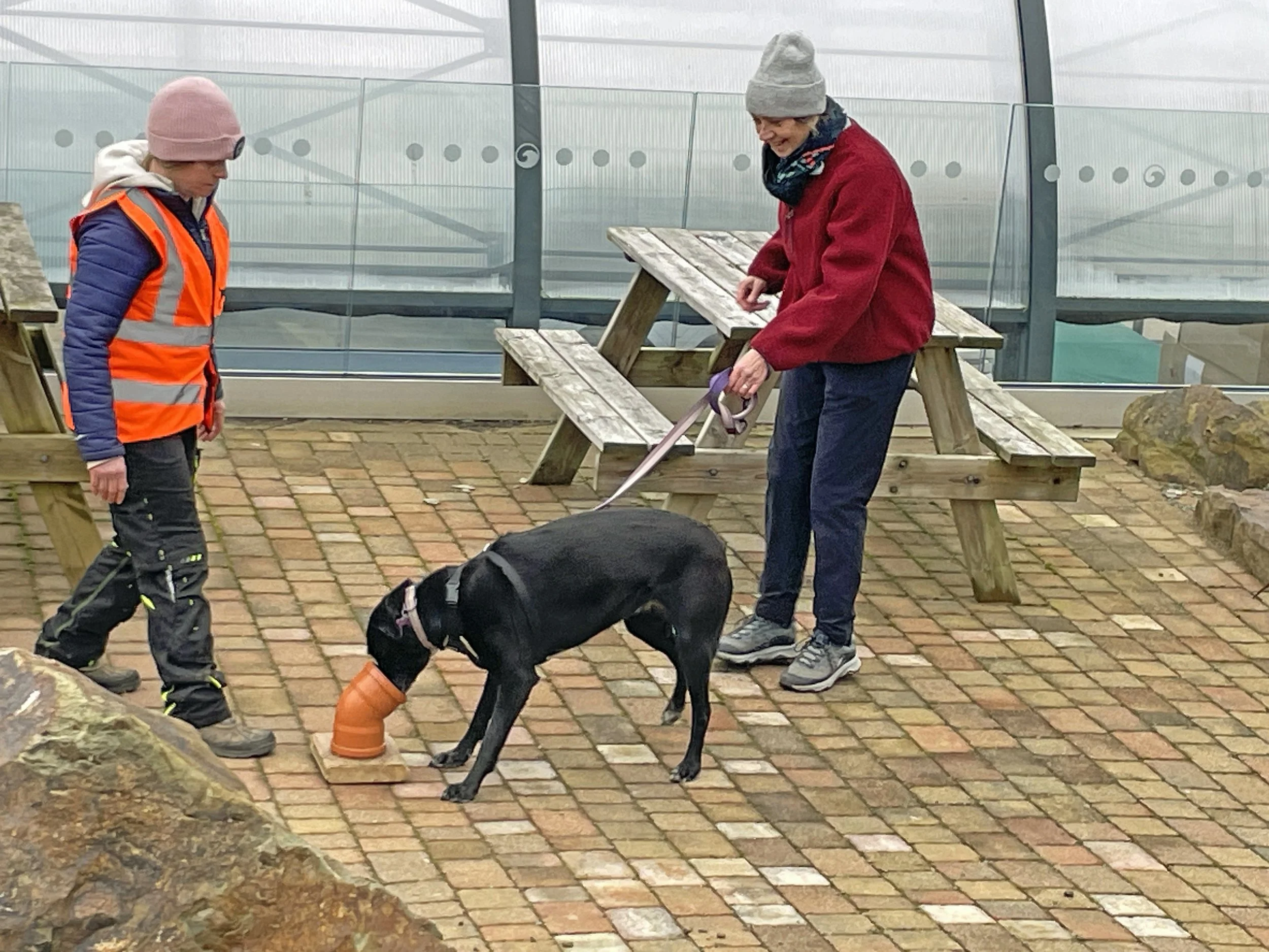handler and black dog with nose in scent pipe