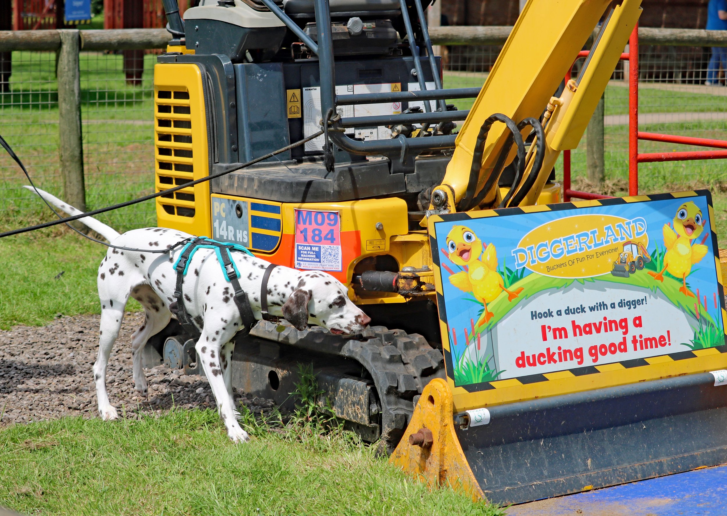 dalmation sniffing and searching around a yellow digger