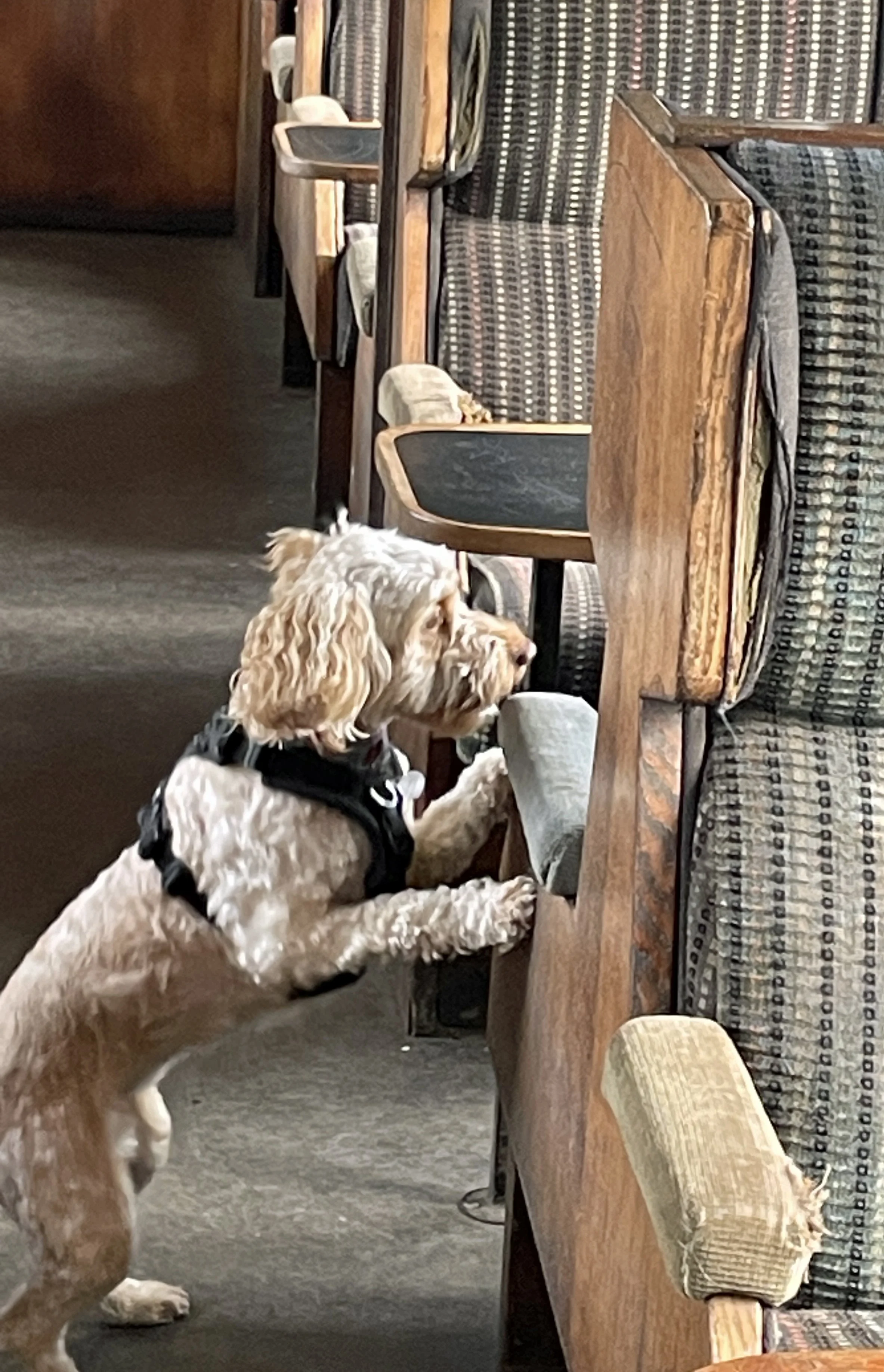 small beige dog searching train for scent