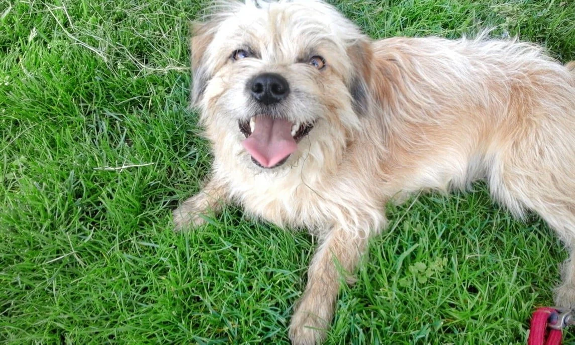 Puxka