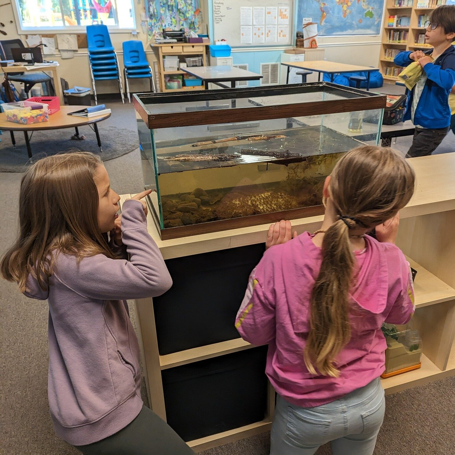 Early last week, our 3rd and 4th grade students found some salamander eggs in the wetlands that they wanted to observe a little closer. Students worked together to problem solve and find the available aquarium on campus, collected the water and habit