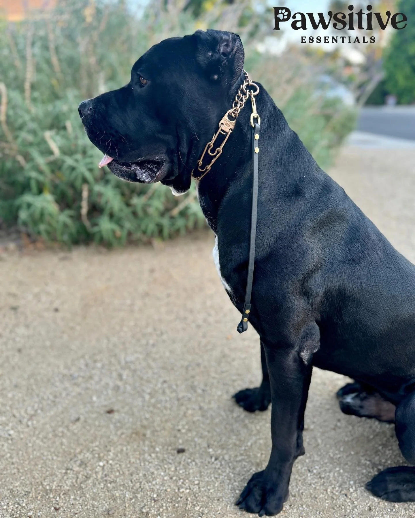 We love our easy to use training tabs 

#pawsitiveessentials #essentials #losangeles #dogessentials #dogs #dogstagram #doglover #adoptdontshop #doglovers #doglife #petsofinstagram #lovedogs #vip #furbaby #petlovers #petshop #paws #furbabies #doggroom