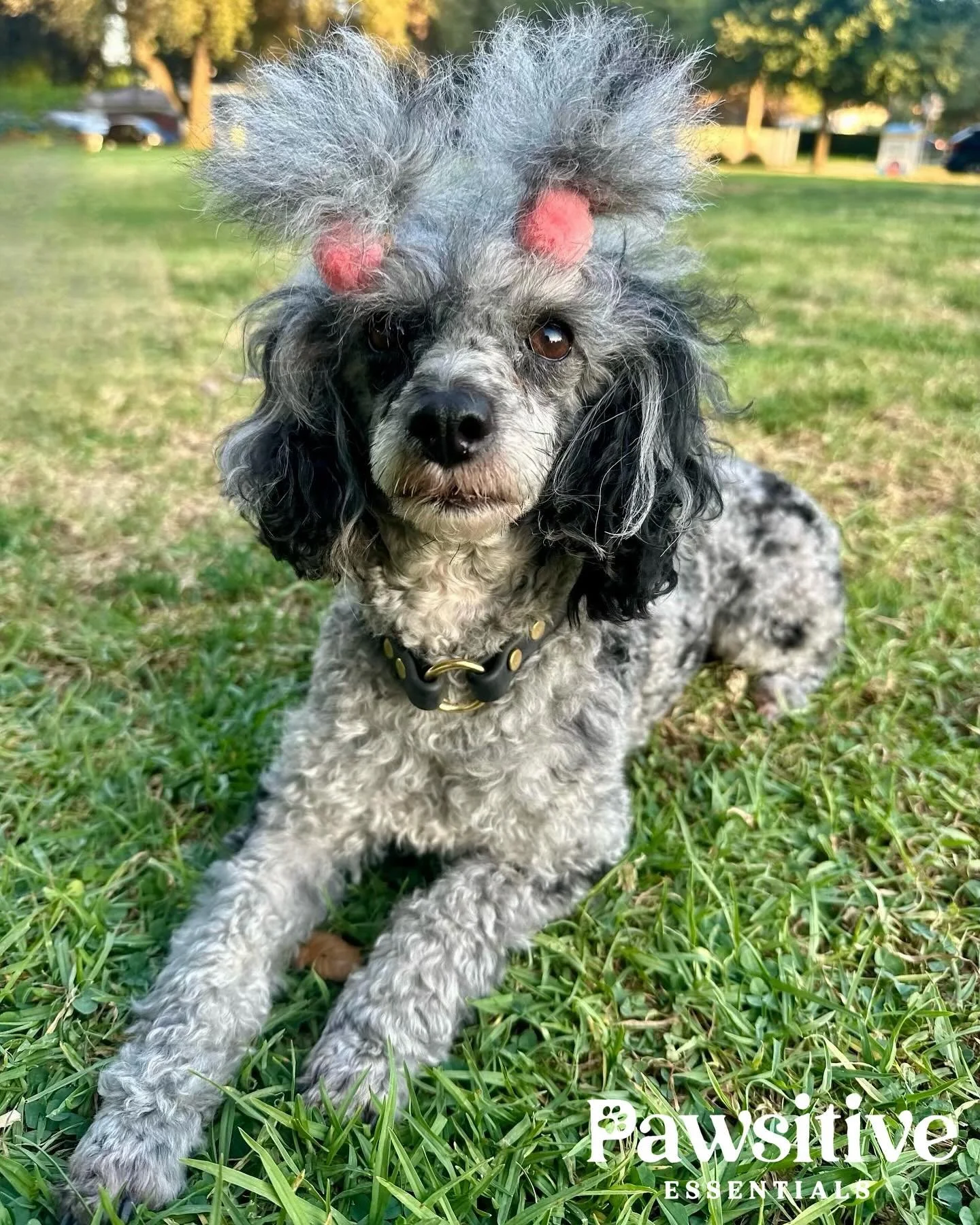 All our house collars are custom and fit to your dogs specific size.

#pawsitiveessentials #essentials #losangeles #dogessentials #dogs #dogstagram #doglover #adoptdontshop #doglovers #doglife #petsofinstagram #lovedogs #vip #furbaby #petlovers #pets